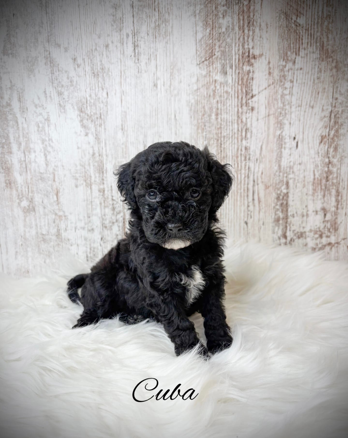 Cuba – Miniature Goldendoodle puppy for sale in Saginaw, MI