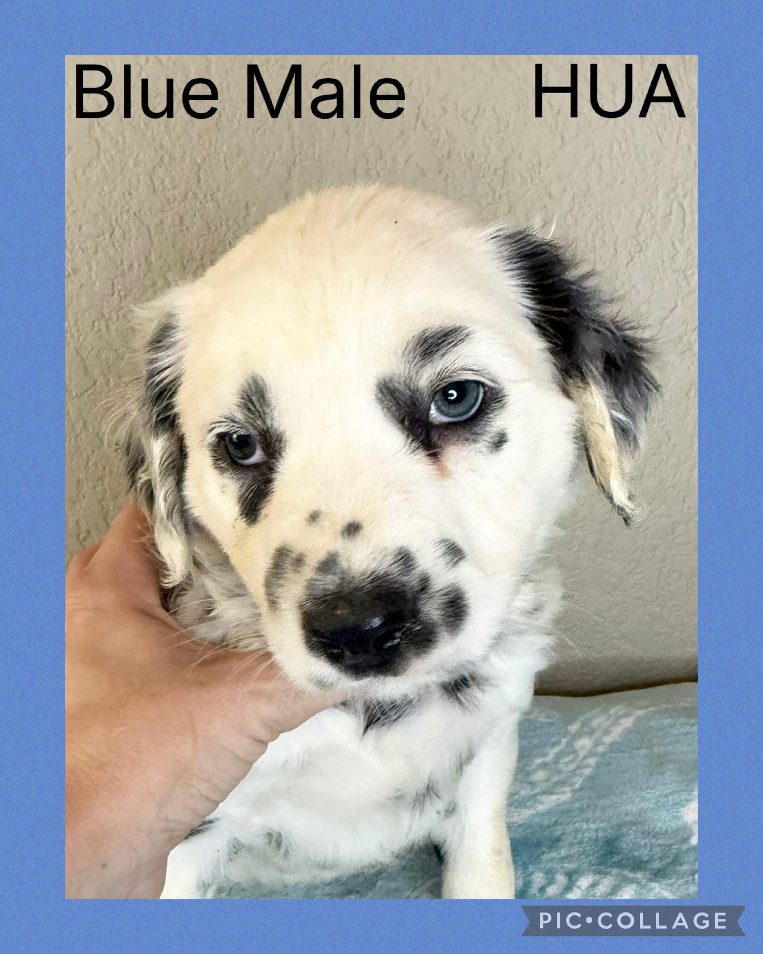 LONG COAT Dalmatian Puppy – Dalmatian puppy for sale in Shell Knob, MO