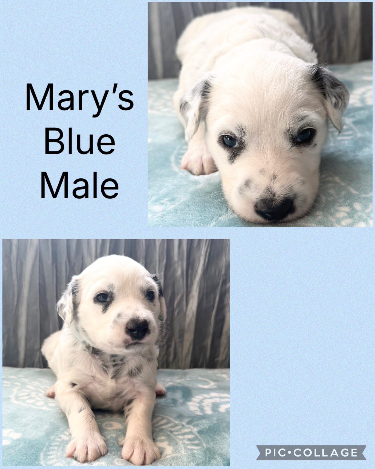 LONG COAT Dalmatian Puppy – Dalmatian puppy for sale in Shell Knob, MO