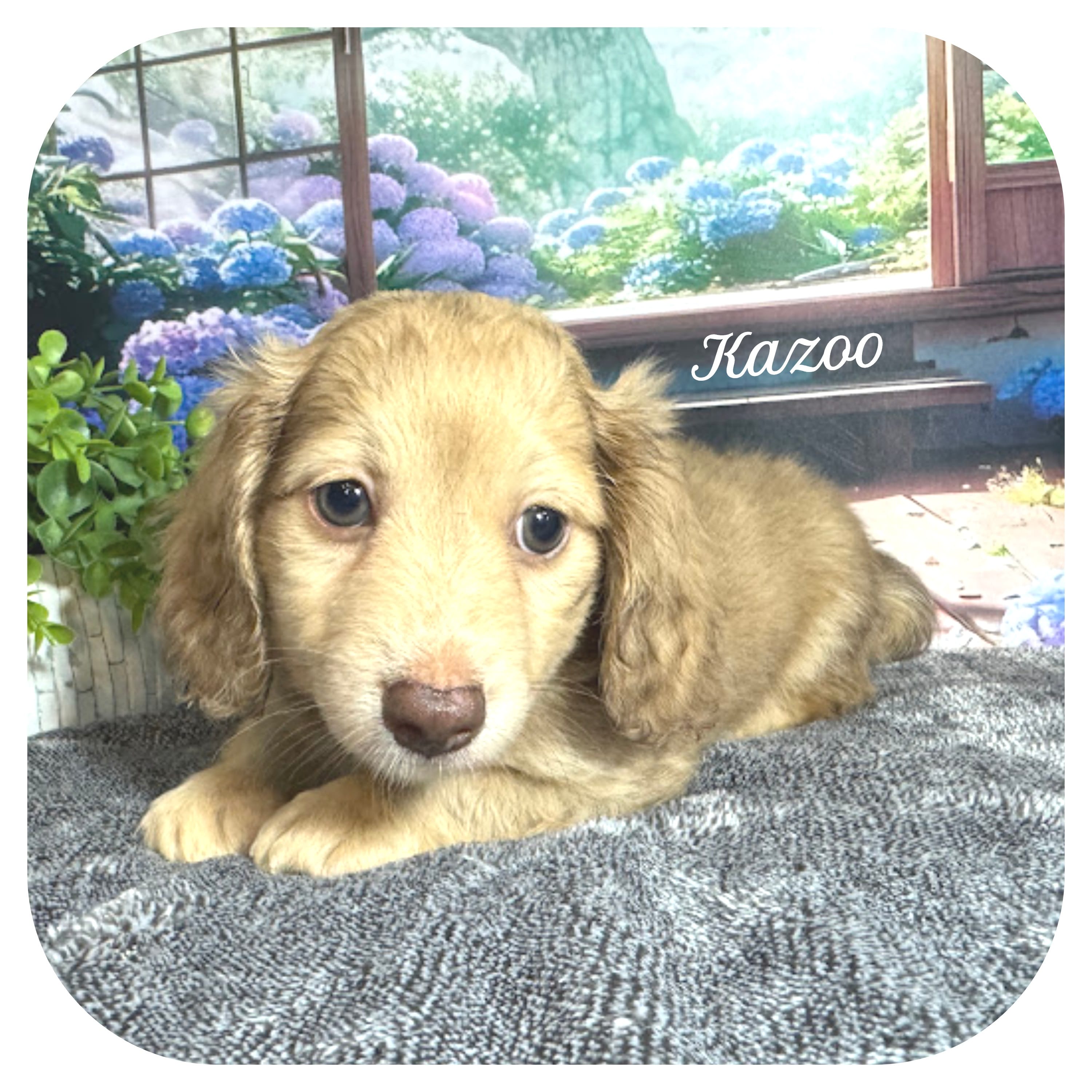 Kazoo ... AKC – Miniature Dachshund puppy for sale in Smithville, TN