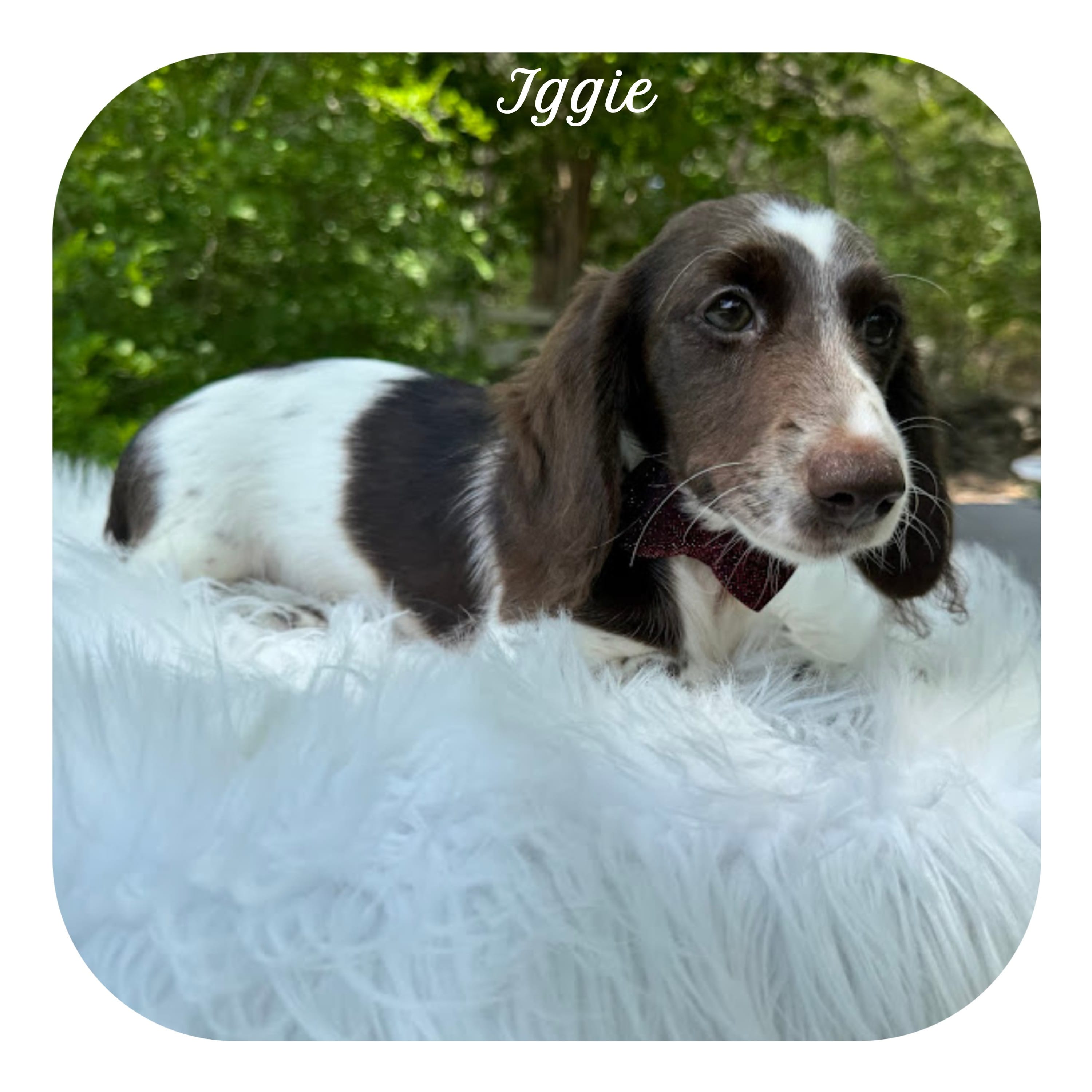 Iggie ... AKC – Miniature Dachshund puppy for sale in Smithville, TN