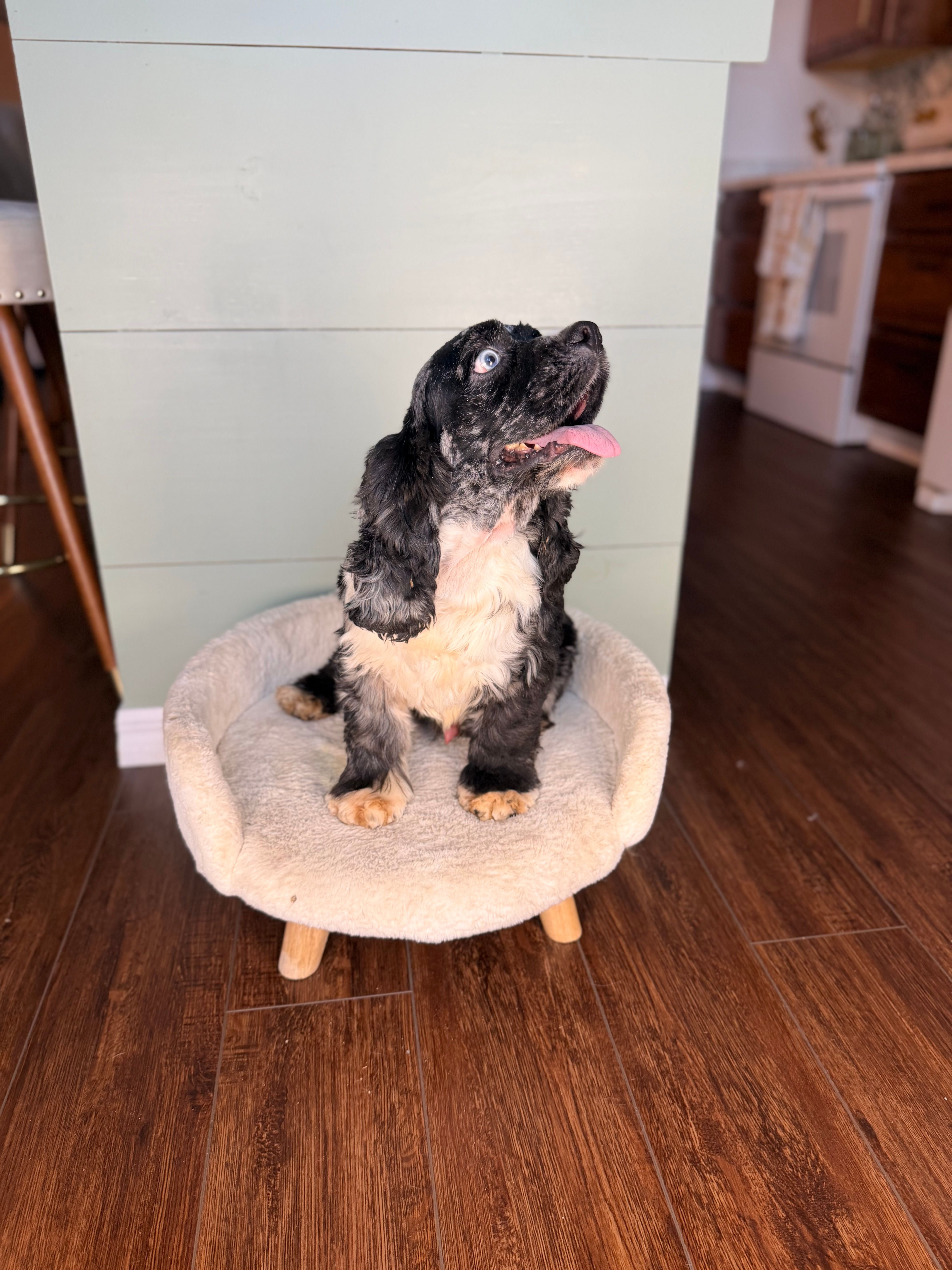 Woody – Cocker Spaniel puppy for sale in Gainesville, FL