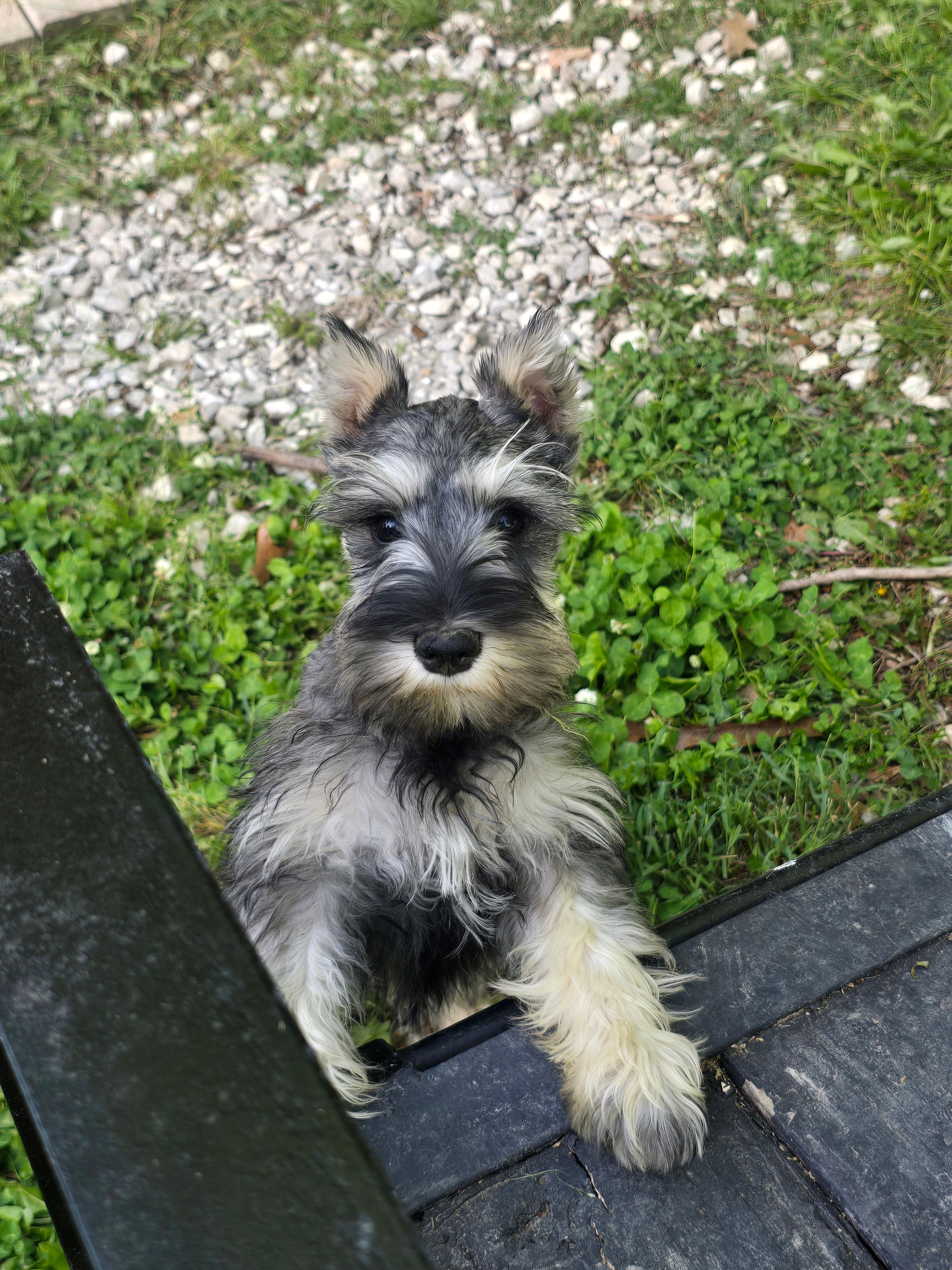 Akc Molly – Miniature Schnauzer puppy for sale in Neosho, MO
