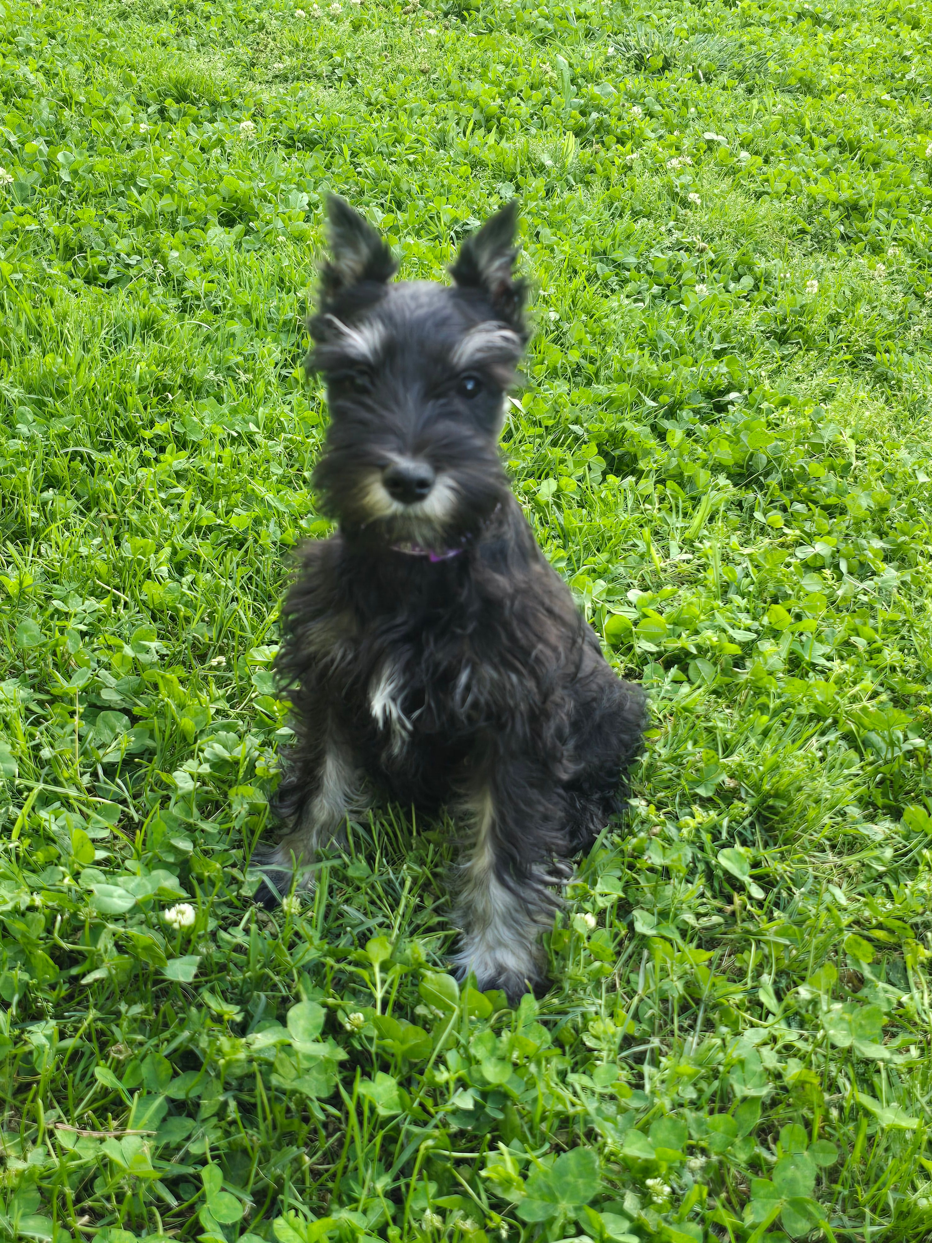 Akc Harley – Miniature Schnauzer puppy for sale in Neosho, MO
