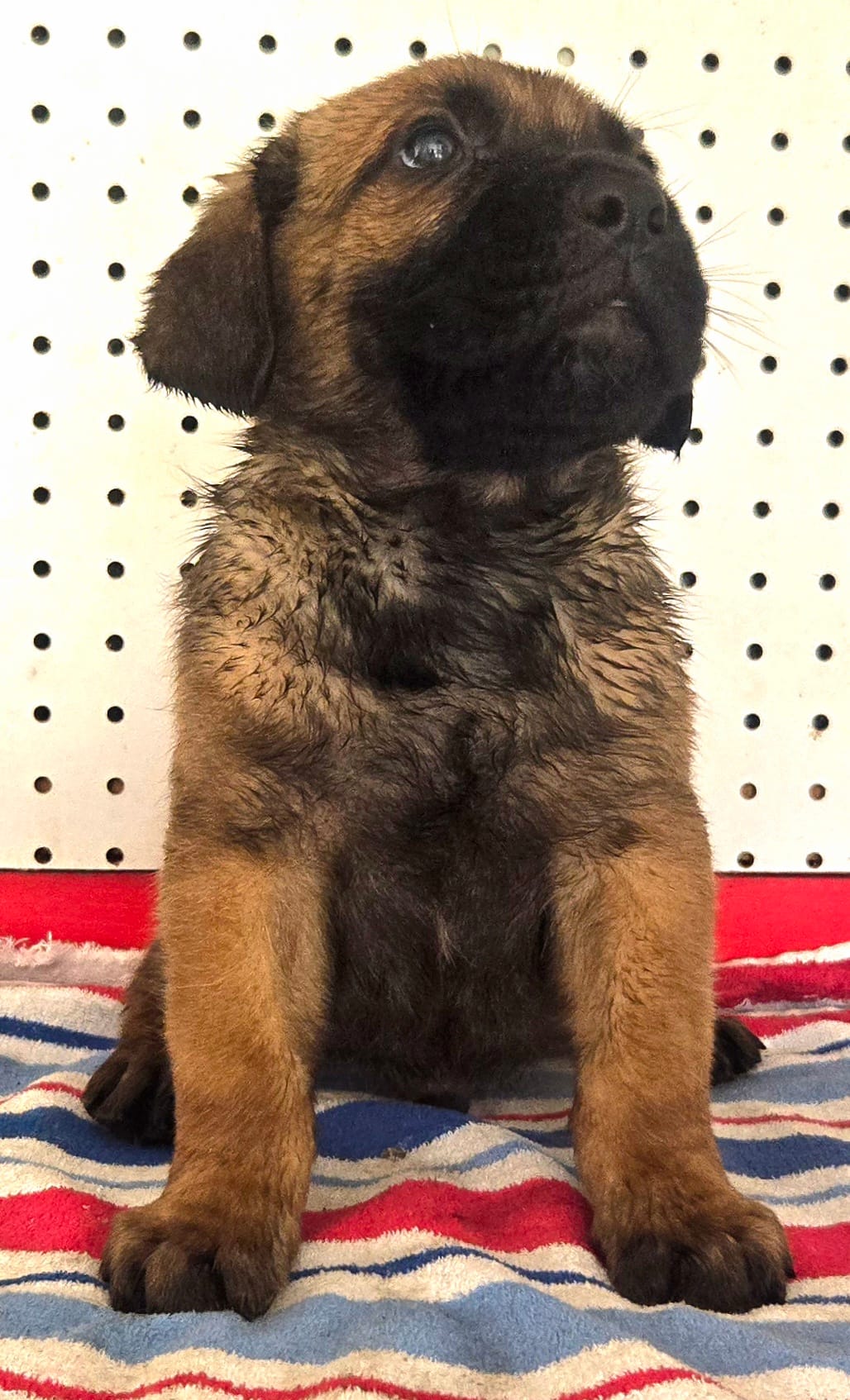 Getty Mage M – Cane Corso puppy for sale in Madera, CA