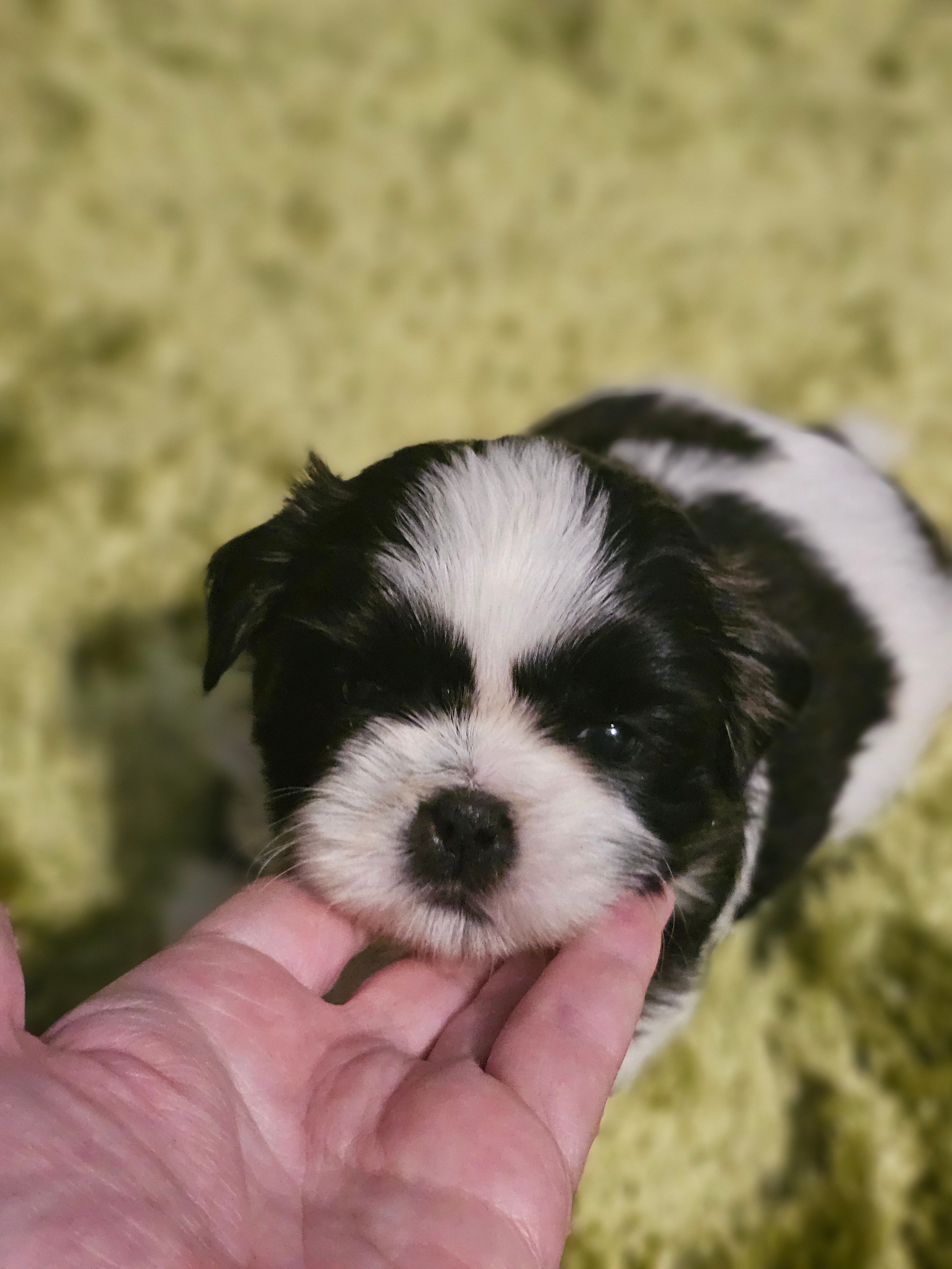 Akc Woody – Shih Tzu puppy for sale in Dexter, KY