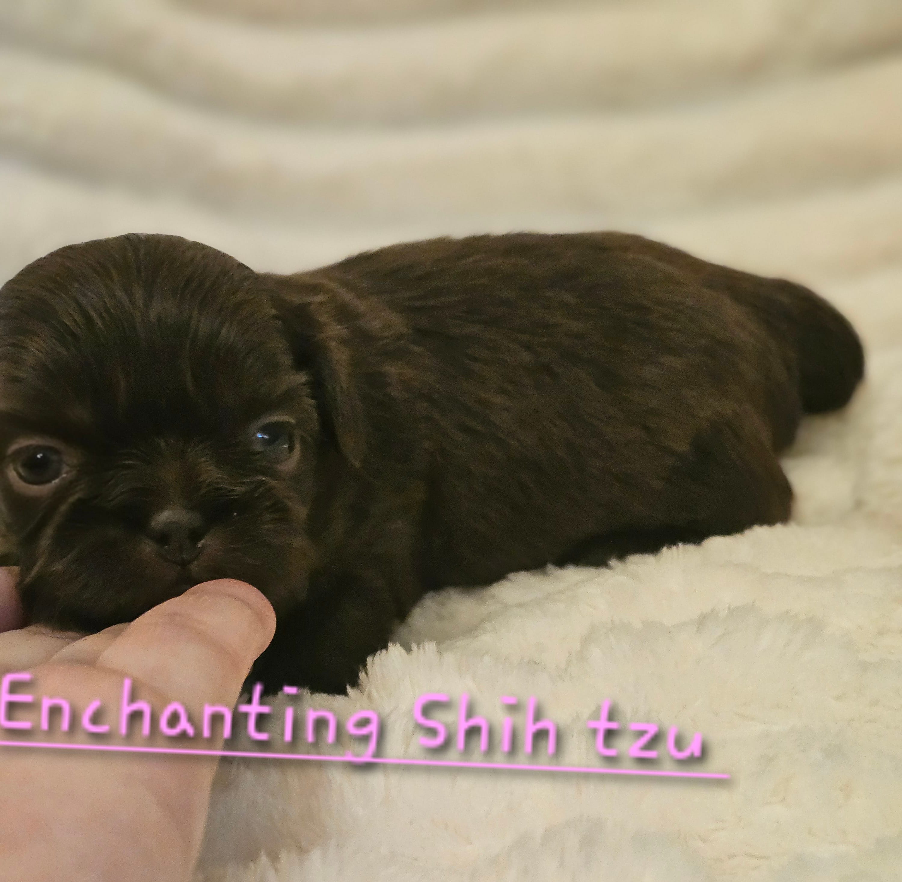 Akc chocolate girl  – Shih Tzu puppy for sale in Dexter, KY