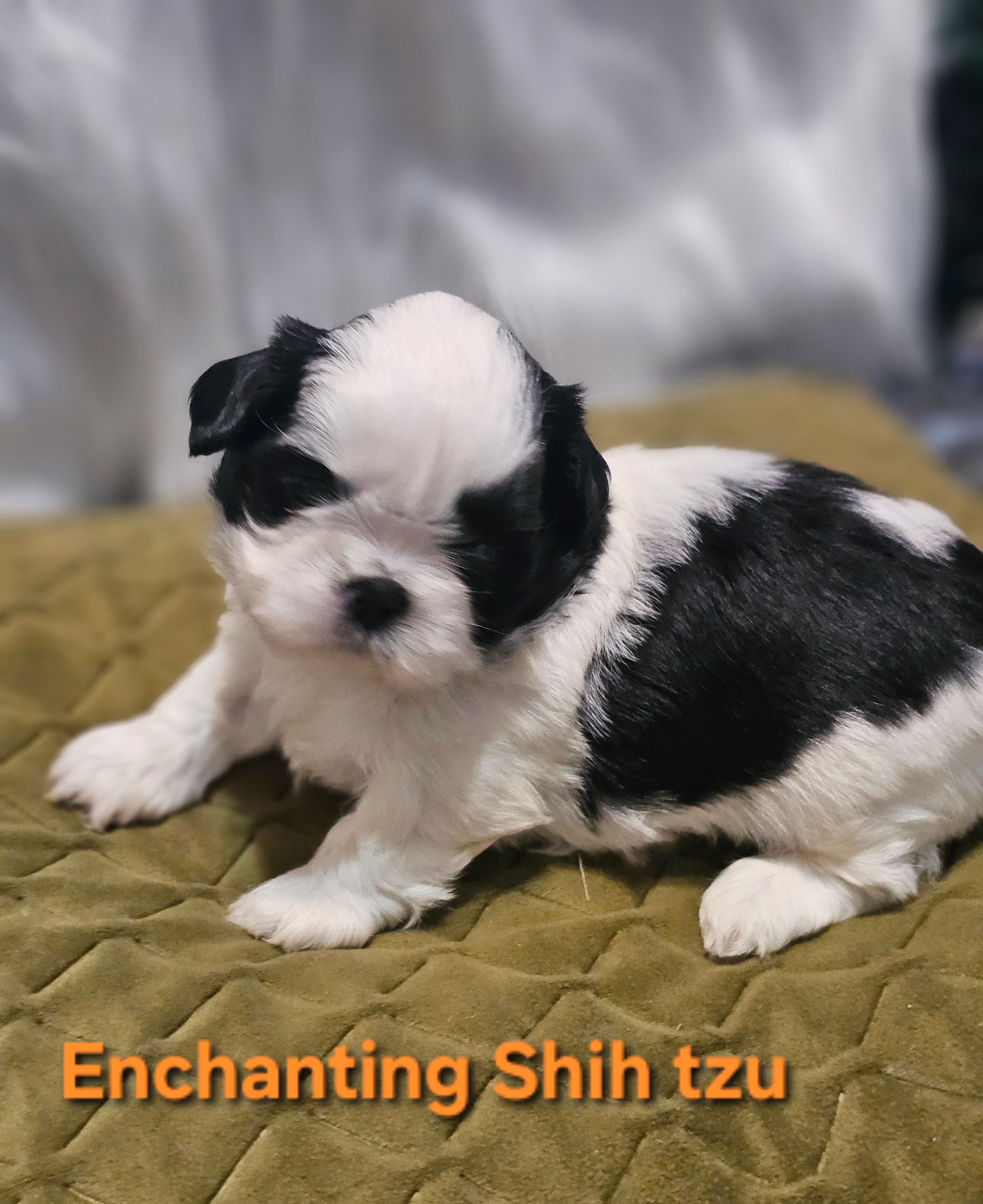 Akc Buddy  – Shih Tzu puppy for sale in Dexter, KY