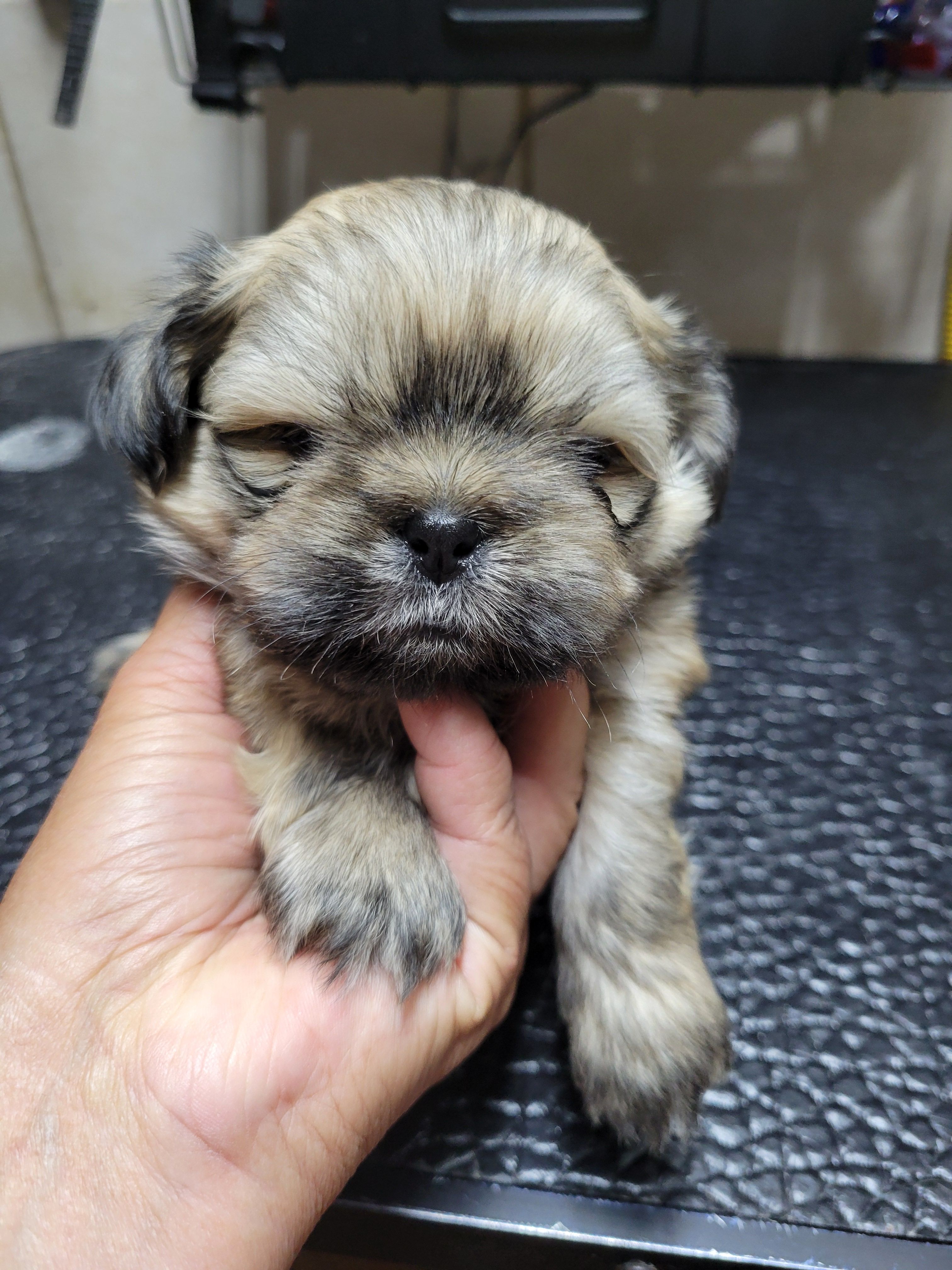 Gold – Shih Tzu puppy for sale in White, GA