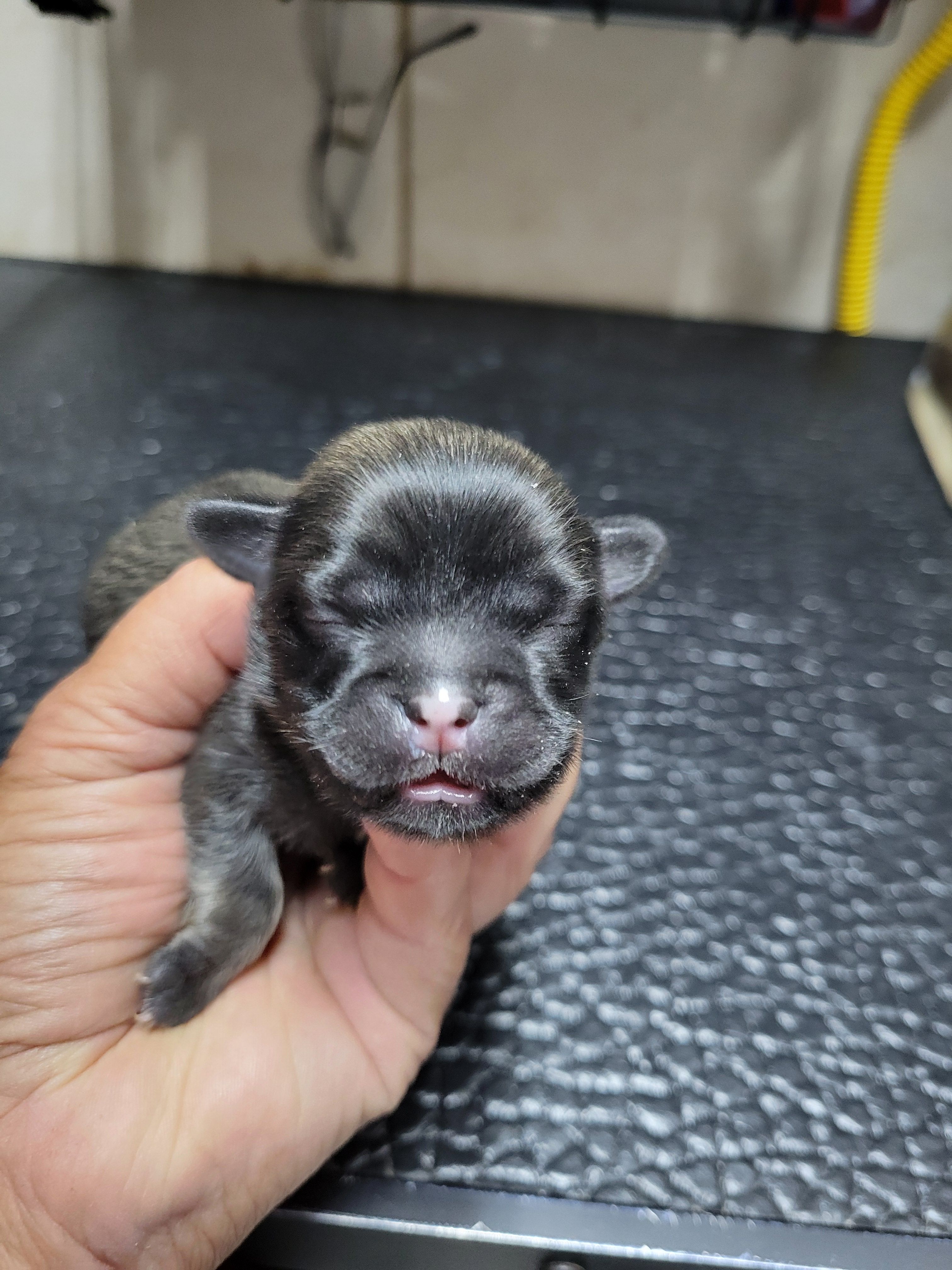 Brindle – Shih Tzu puppy for sale in White, GA