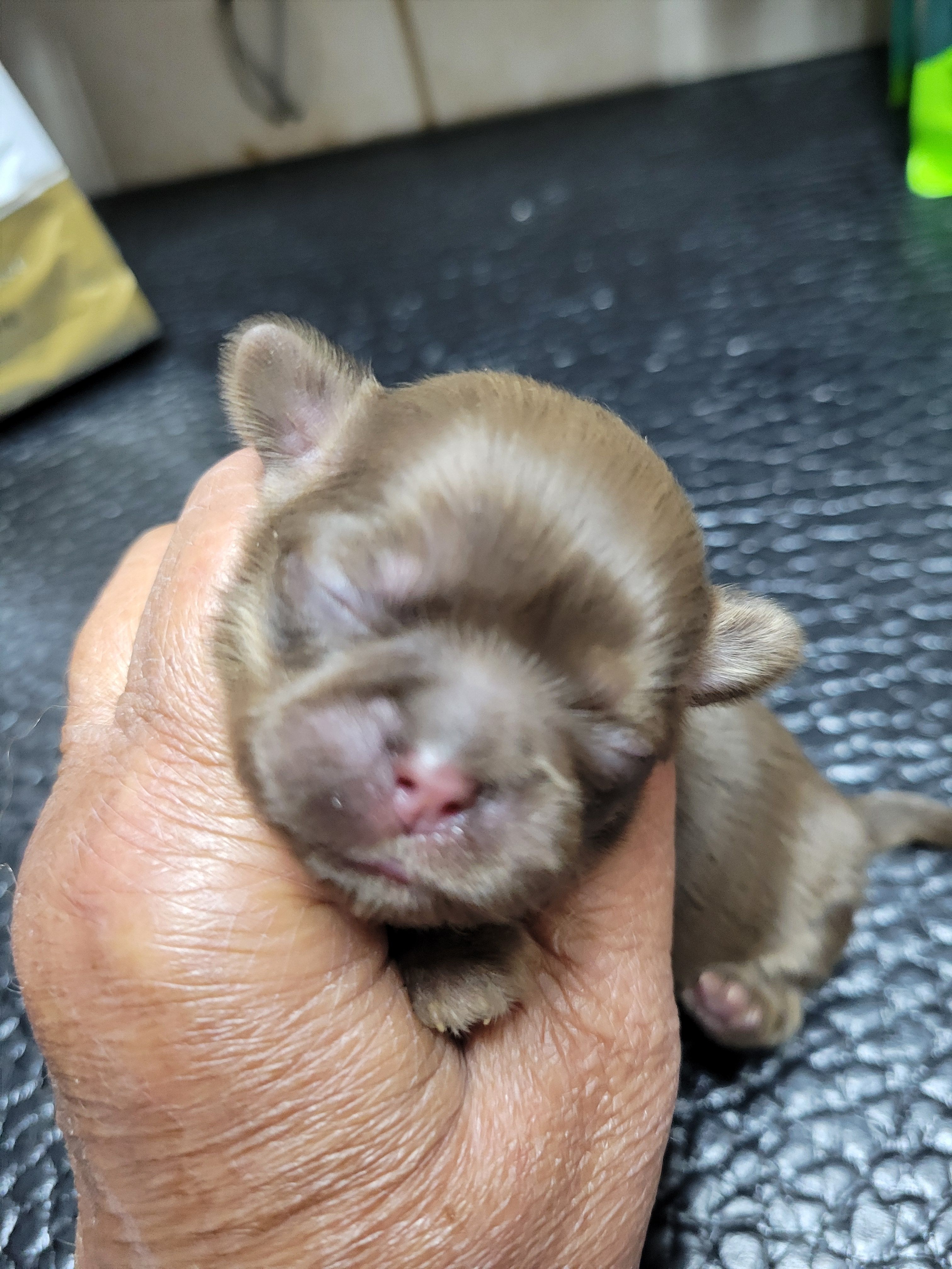 Chocolate girl little white – Shih Tzu puppy for sale in White, GA