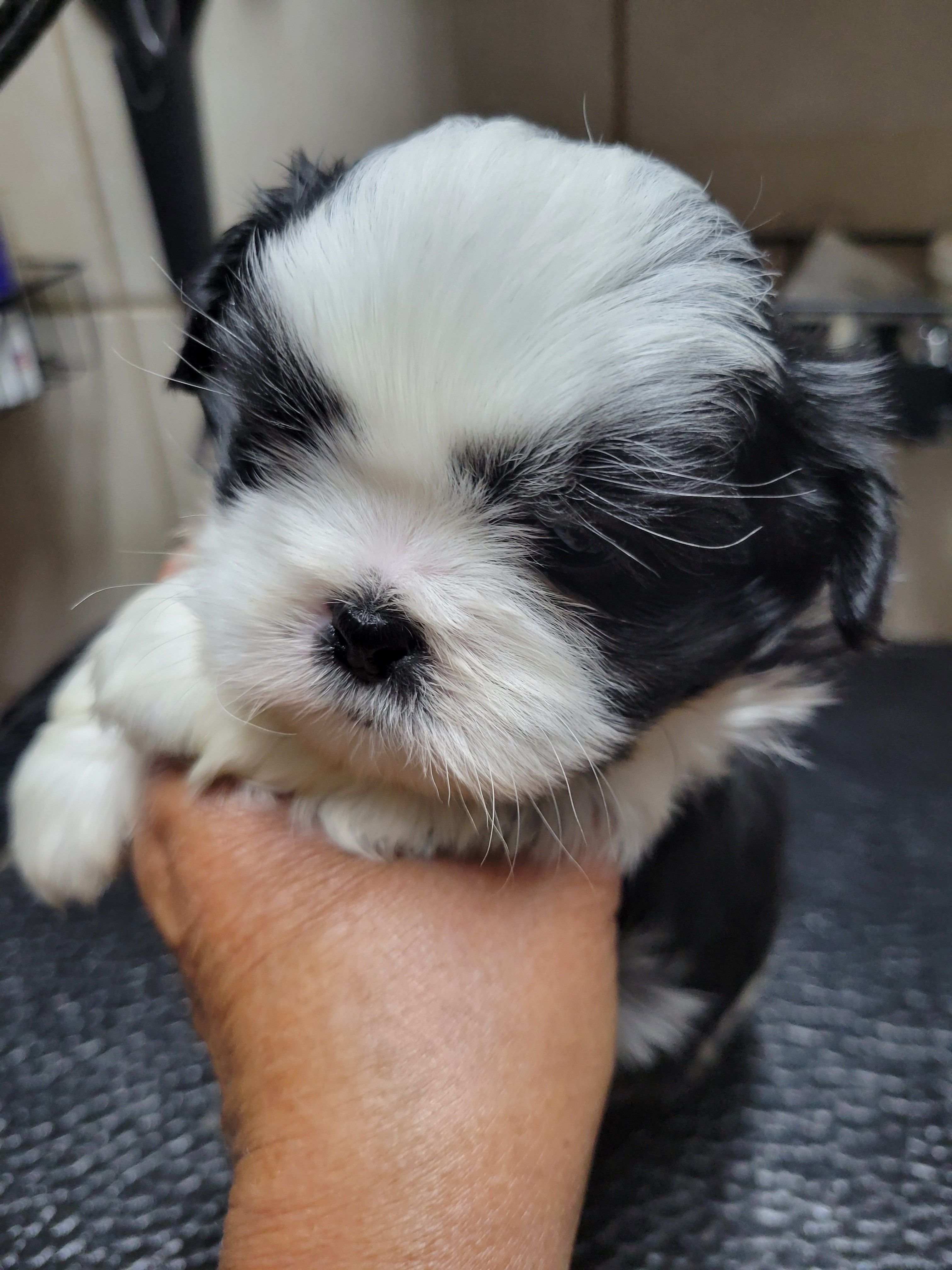 White Black – Shih Tzu puppy for sale in White, GA