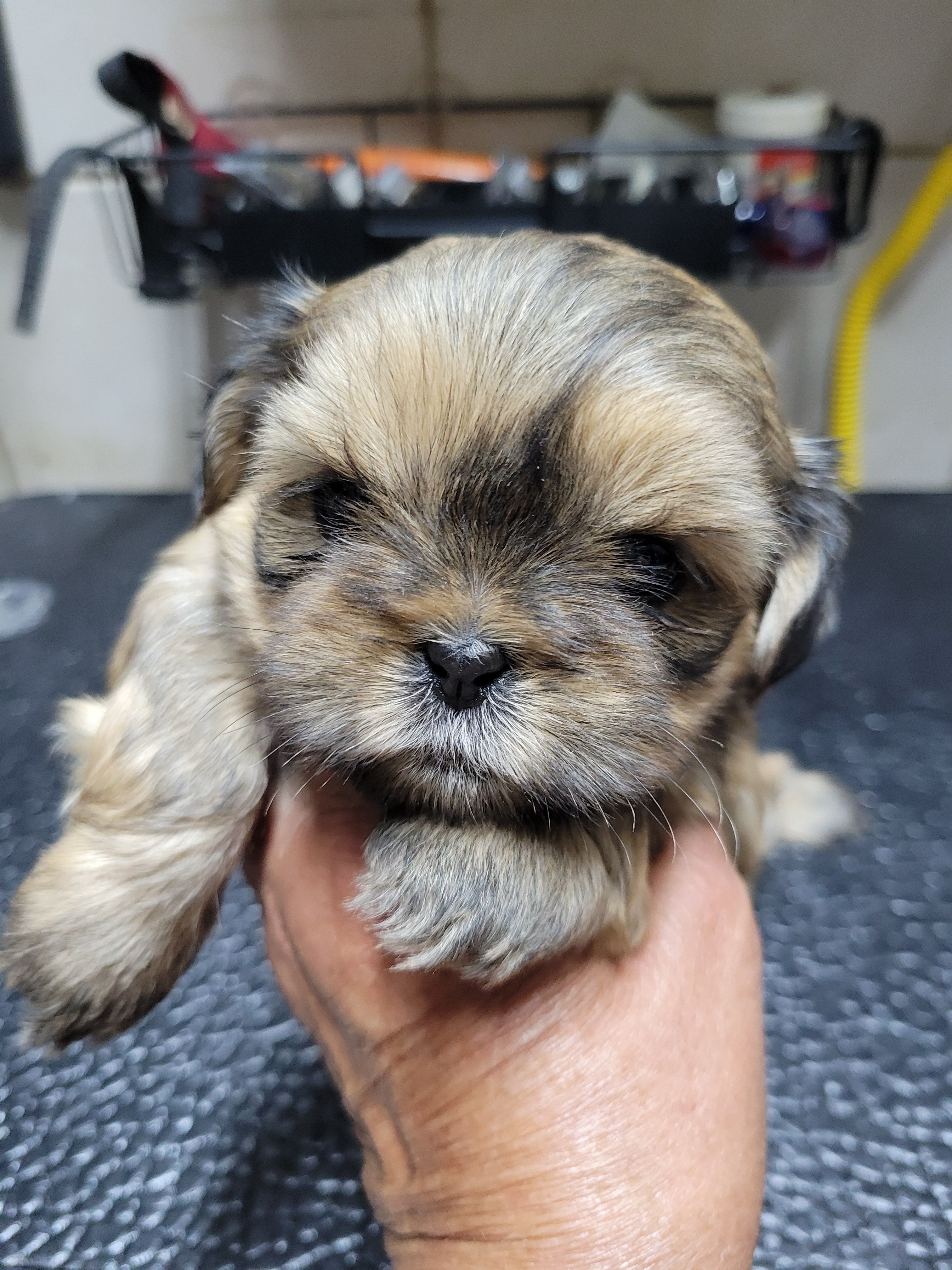 Red Girl – Shih Tzu puppy for sale in White, GA