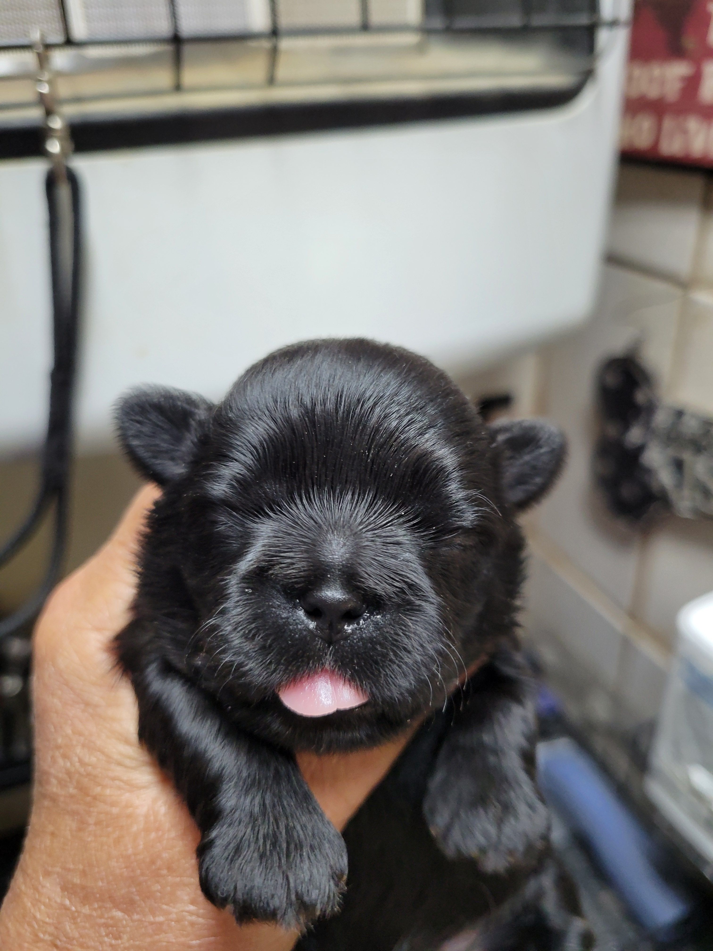 Solid Black NO WHITE – Shih Tzu puppy for sale in White, GA