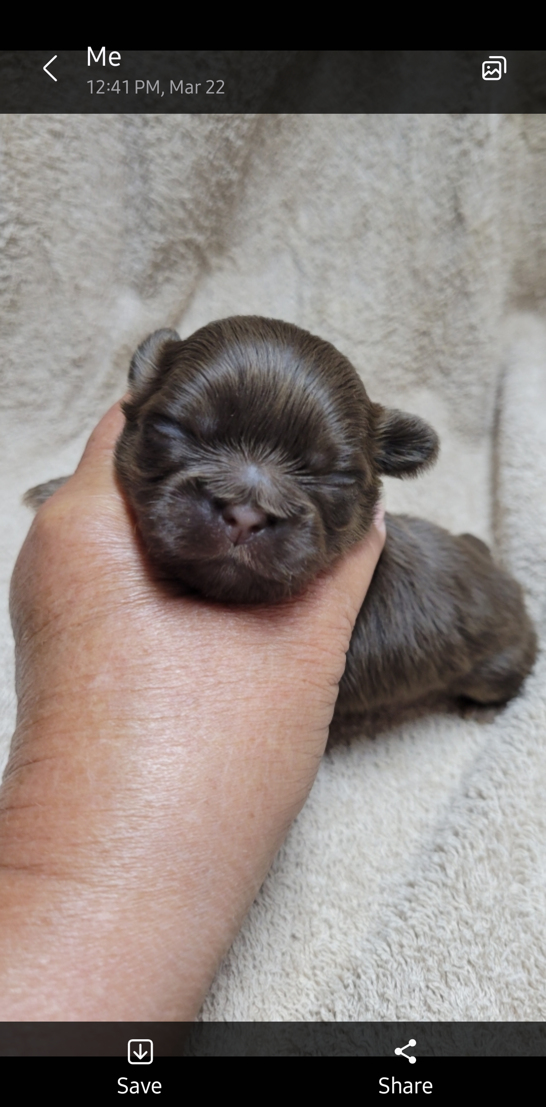 Chocolate boy – Shih Tzu puppy for sale in White, GA