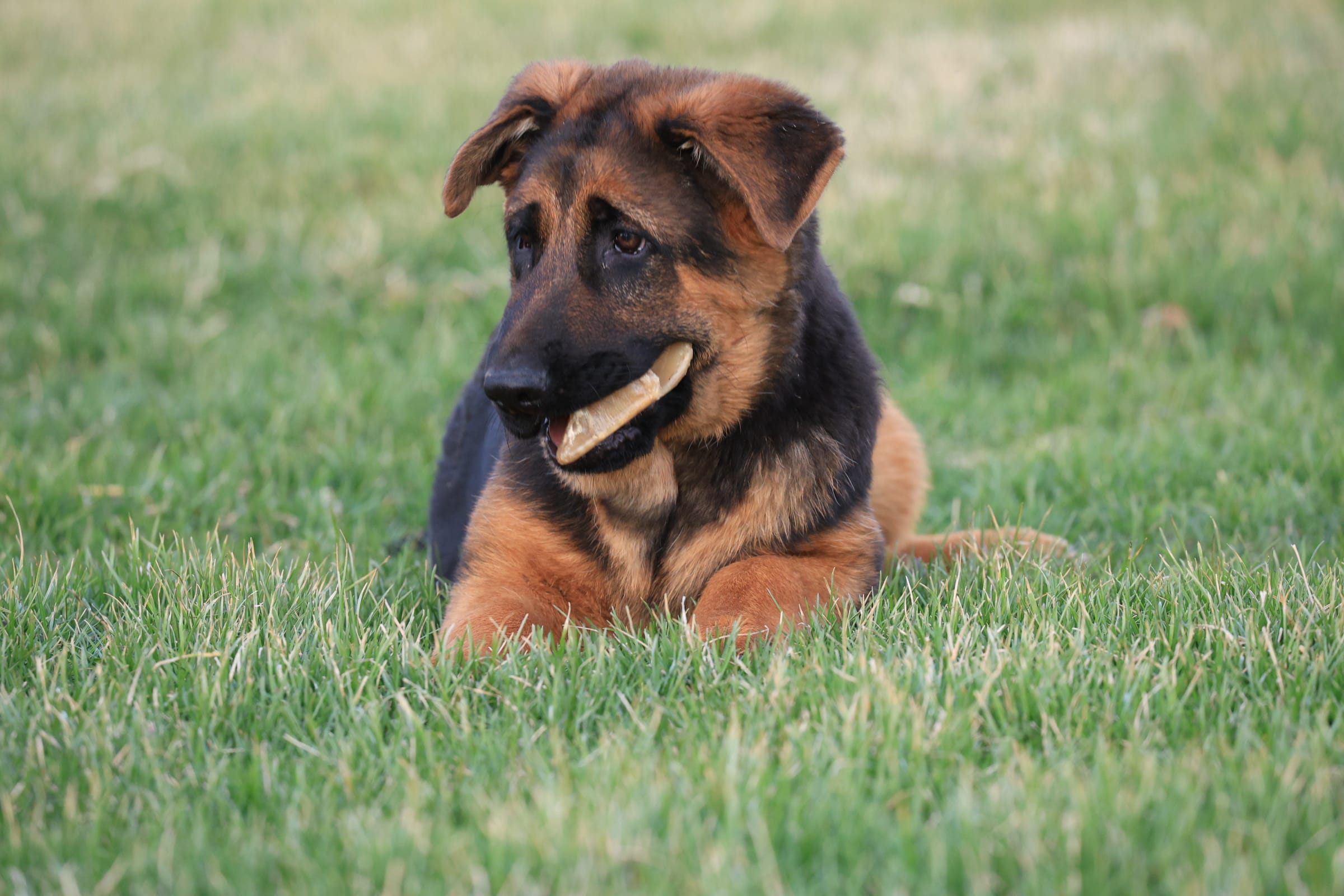 Romper – German Shepherd Dog puppy for sale in Nappanee, IN