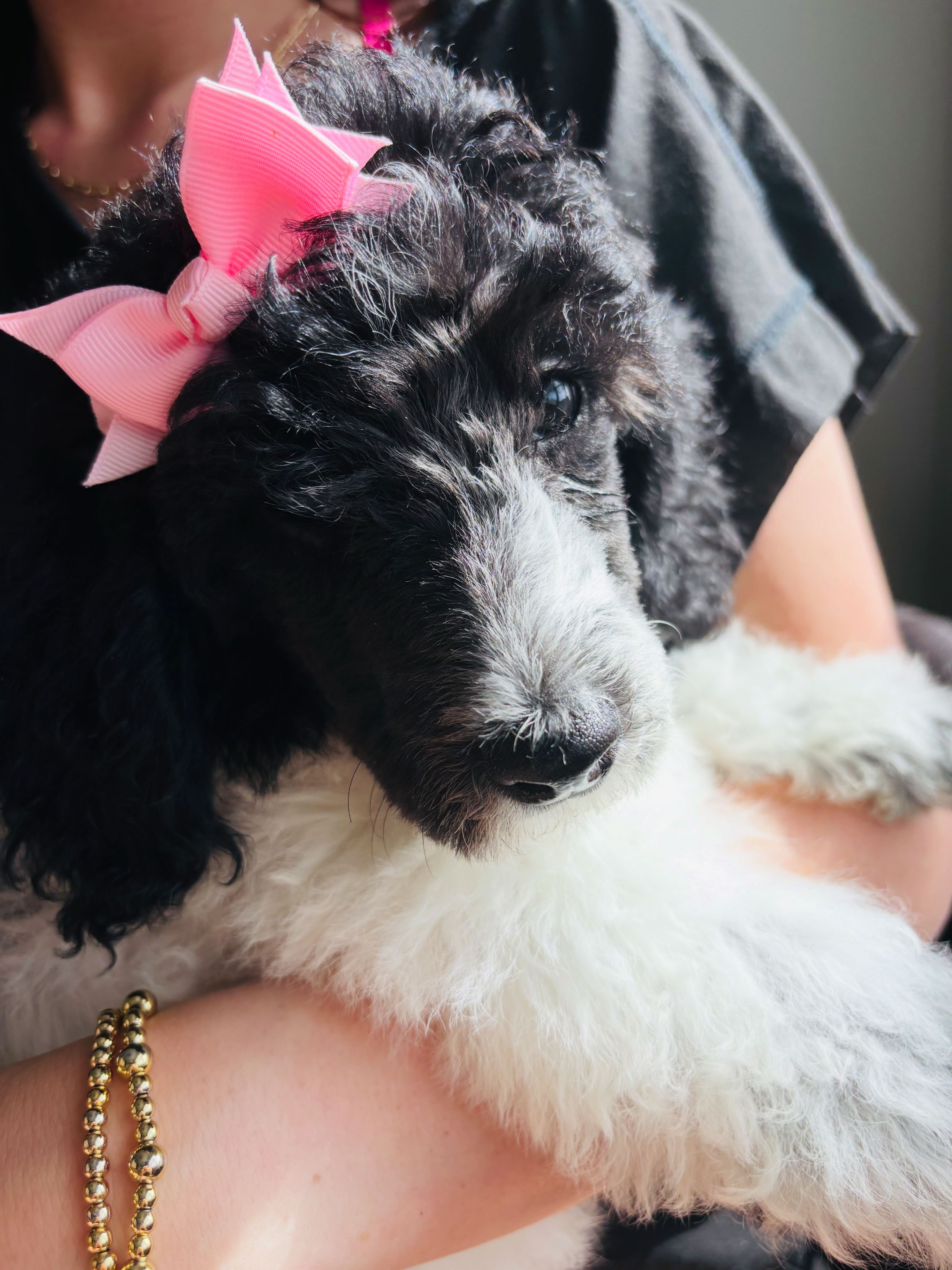 Purple Girl  – Poodle - Standard  puppy for sale in Rockwall, TX