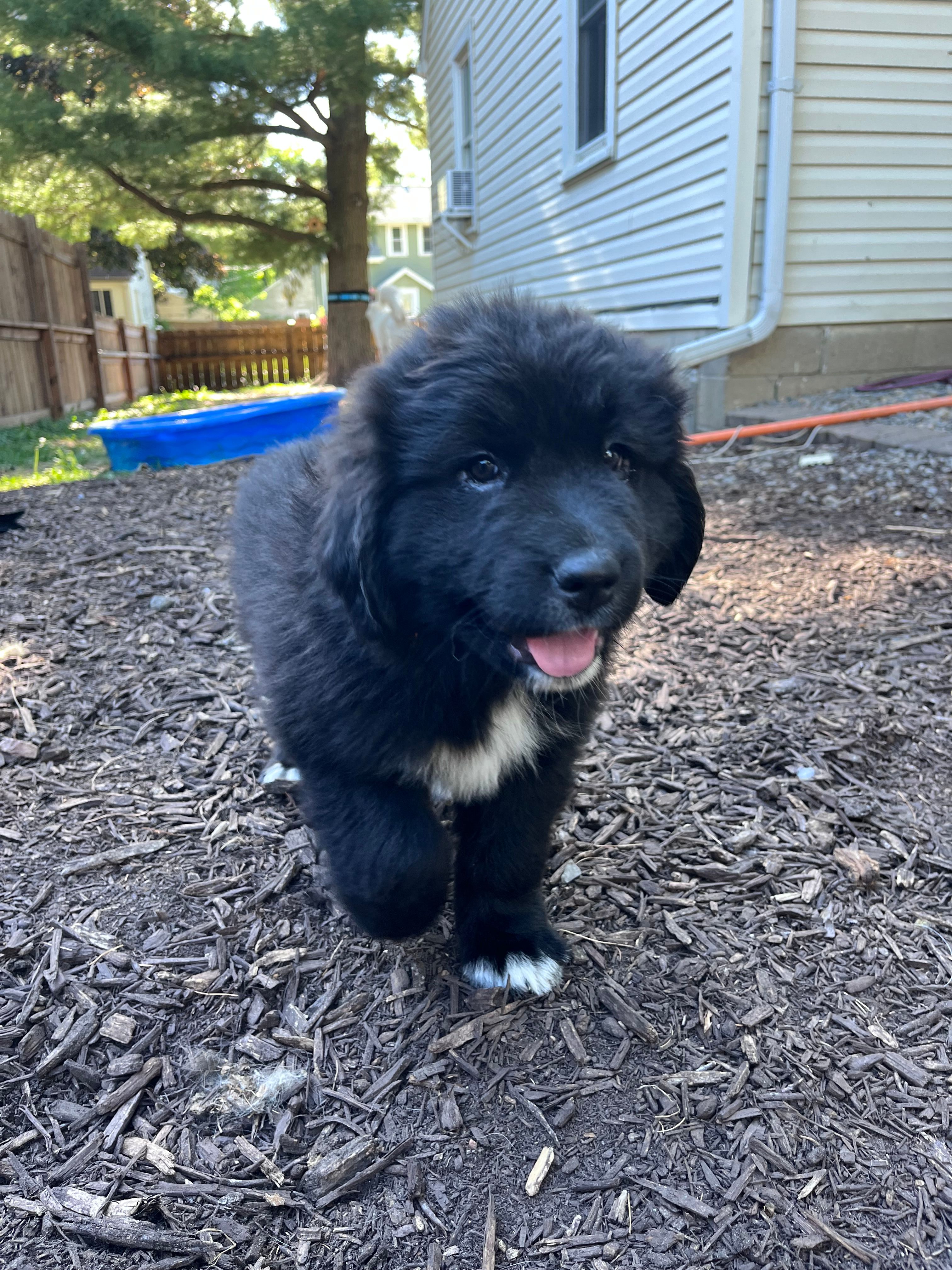 Ms White – Great Pyrenees, Newfoundland puppy for sale in Albert Lea, MN