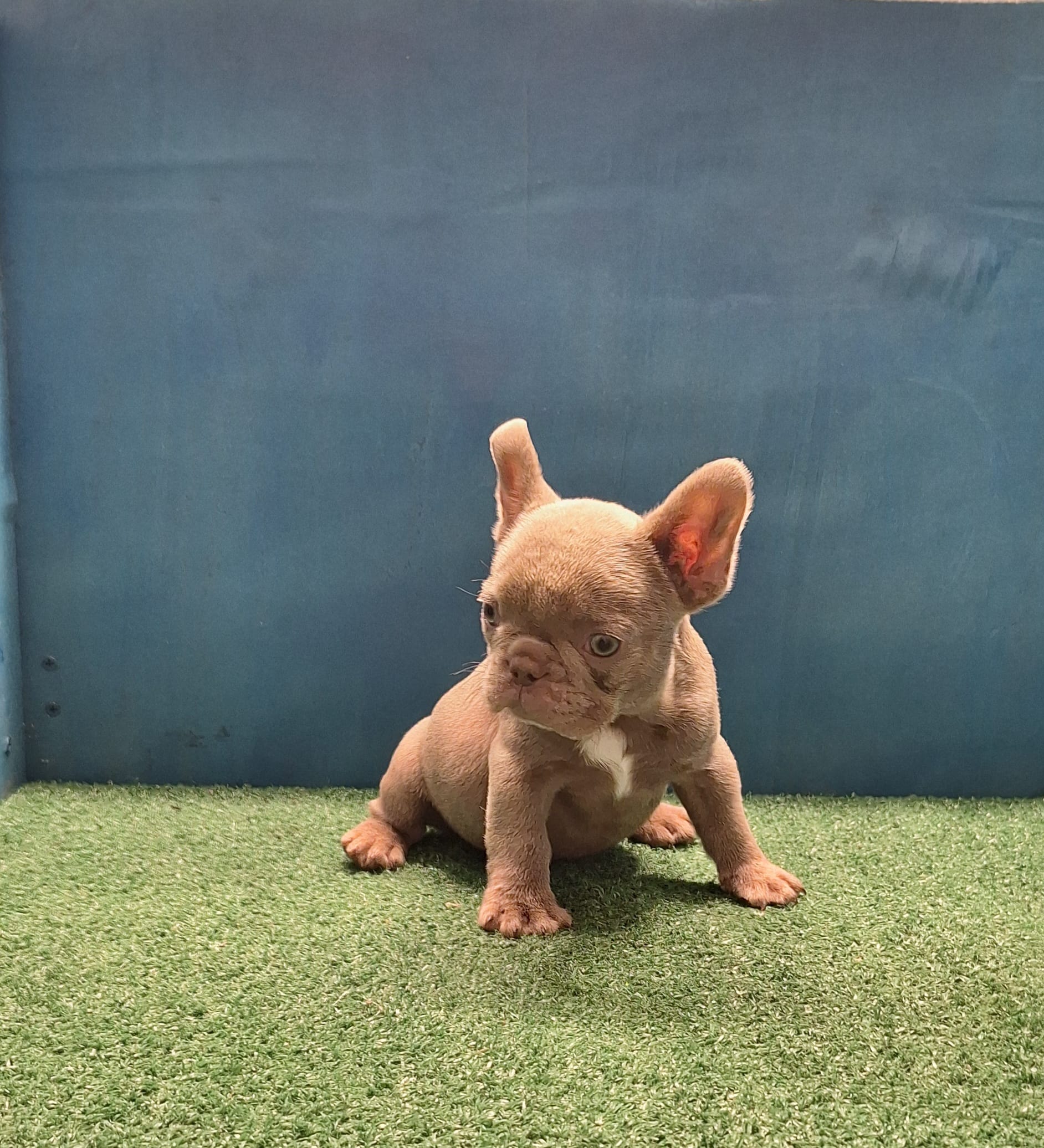 Mini – French Bulldog puppy for sale in Atlanta, GA