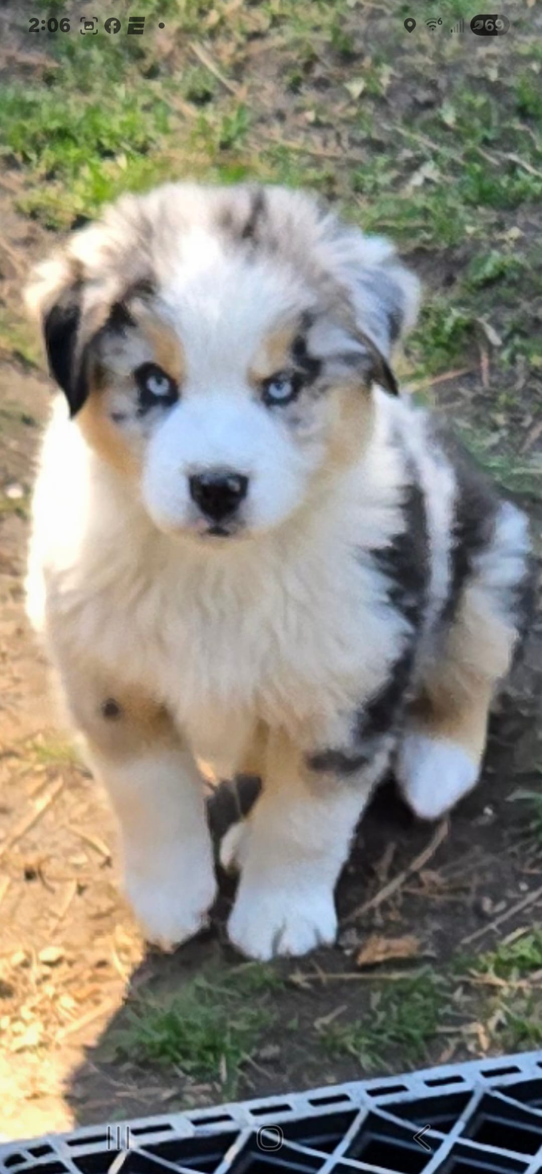 Harley – Miniature Australian Shepherd puppy for sale in Riverside, CA