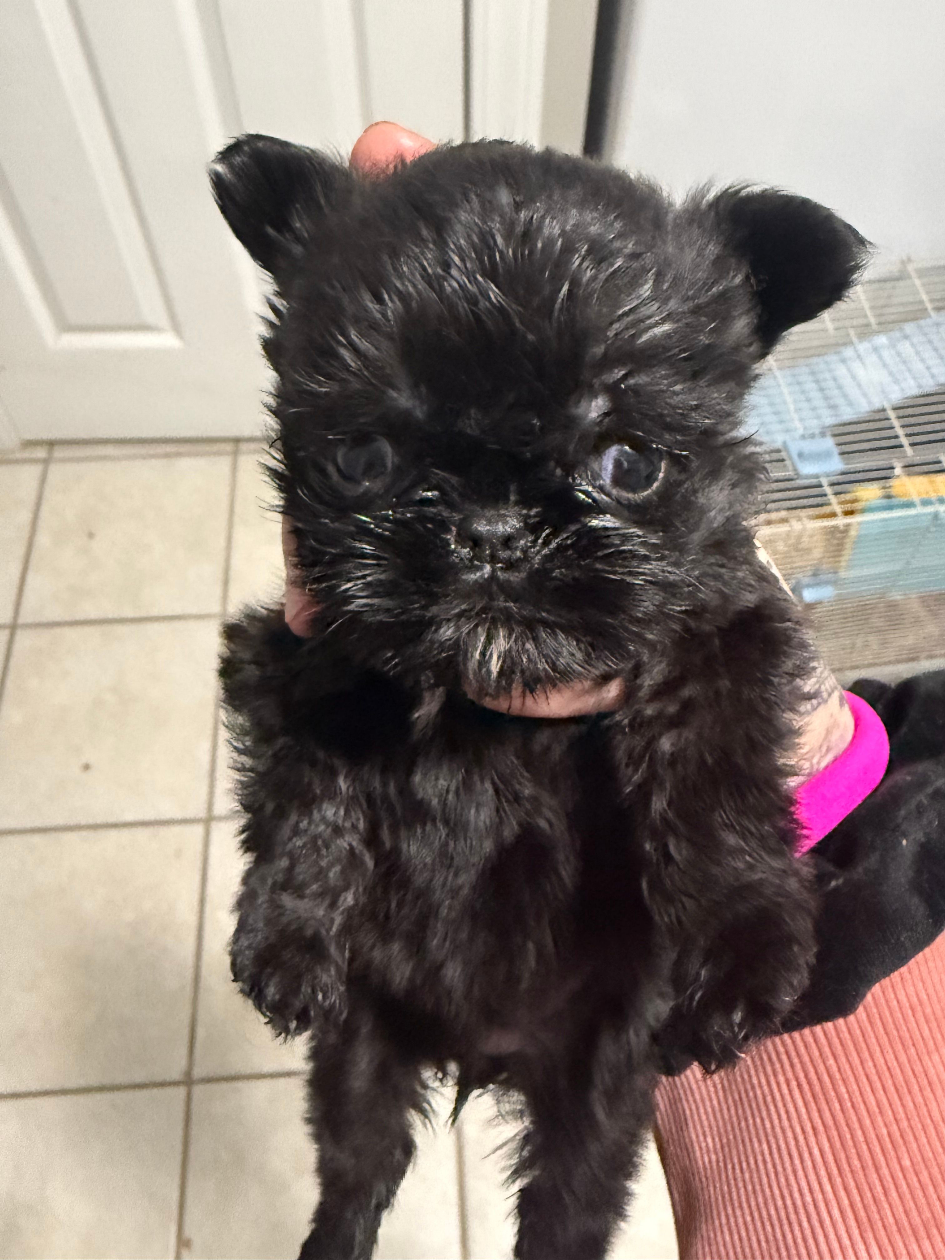 Lil Lemon – Brussels Griffon puppy for sale in Swartz Creek, MI