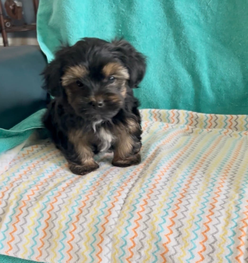 Milo – Shorkie puppy for sale in Clearwater, FL