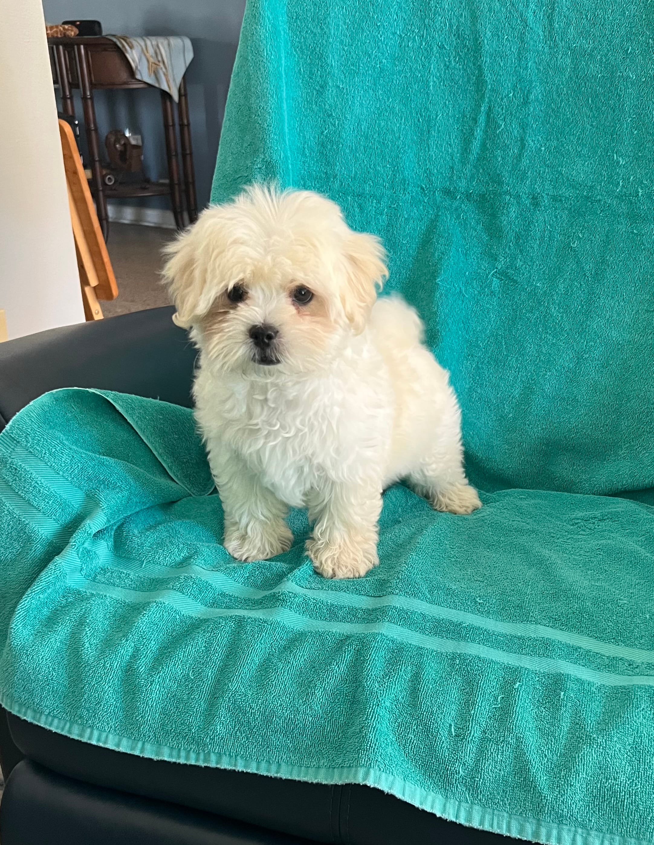 Teddy – Shihpoo puppy for sale in Clearwater, FL
