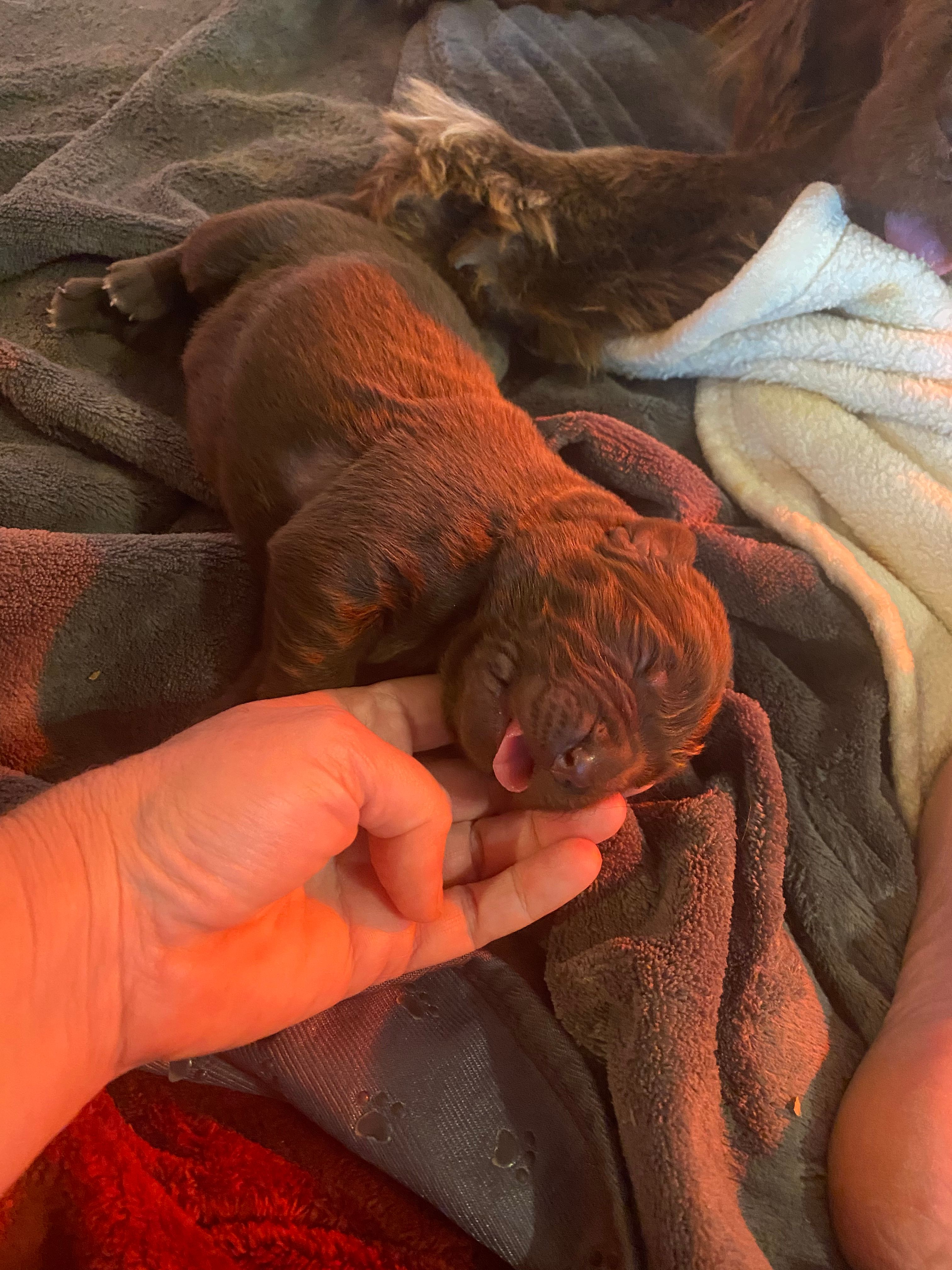 AKC Brown Newfoundland  – Newfoundland puppy for sale in Zalma, MO