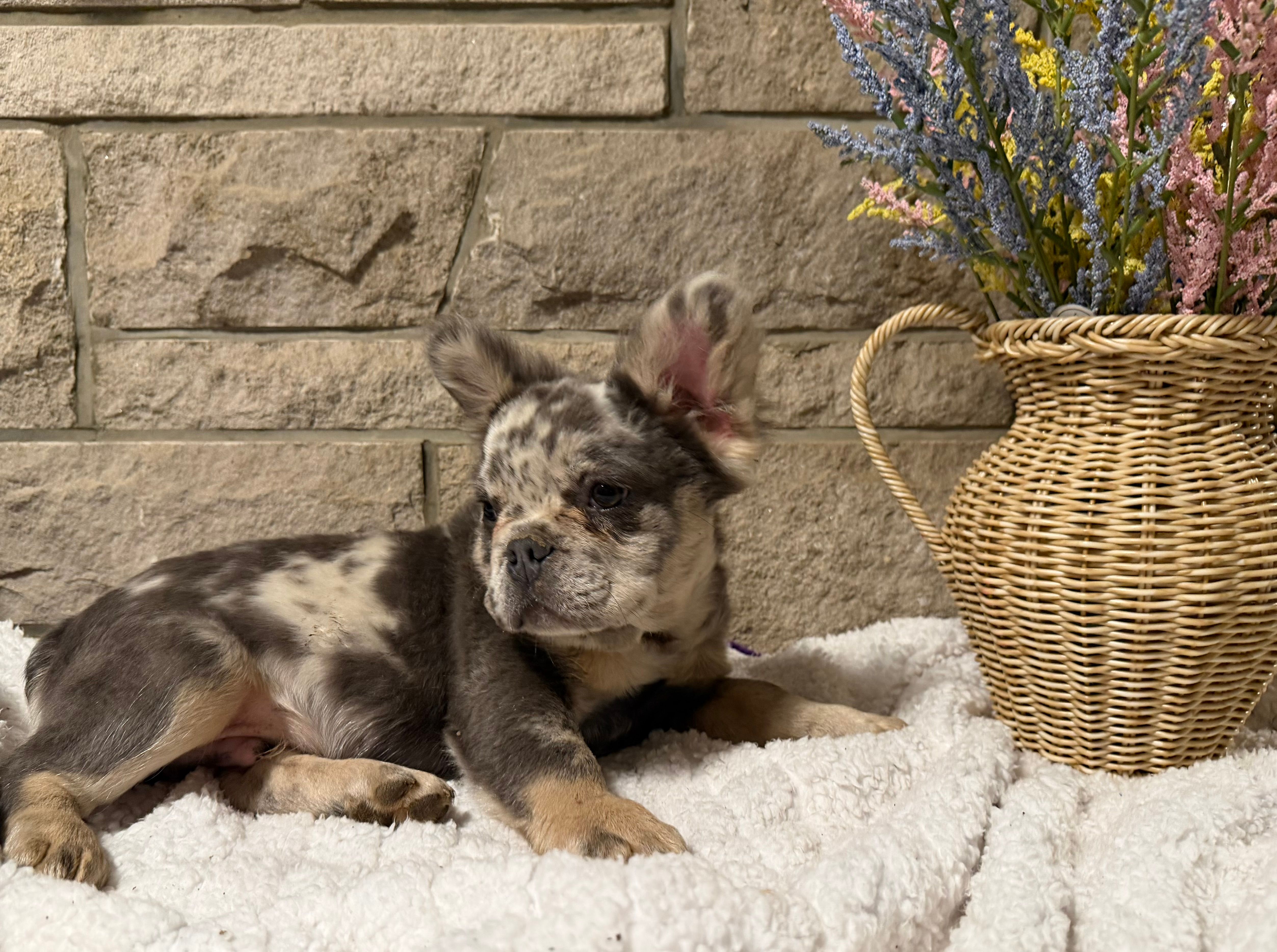 Milo – French Bulldog puppy for sale in Springfield, OH