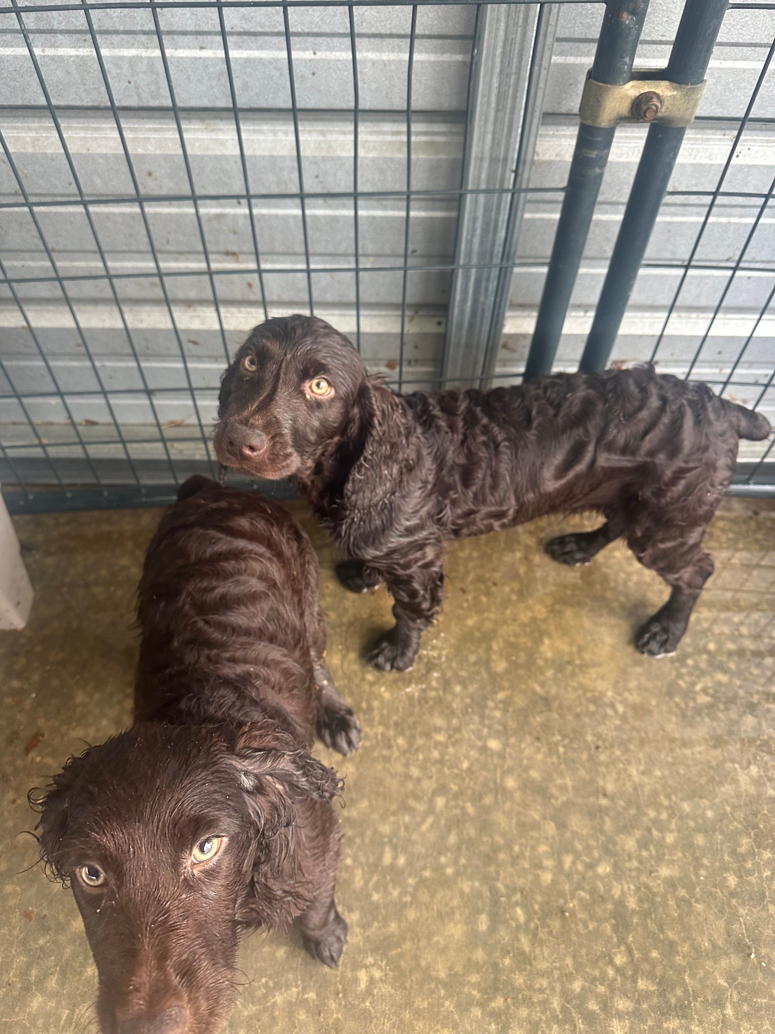 Rosco – Boykin Spaniel puppy for sale in McRae, GA