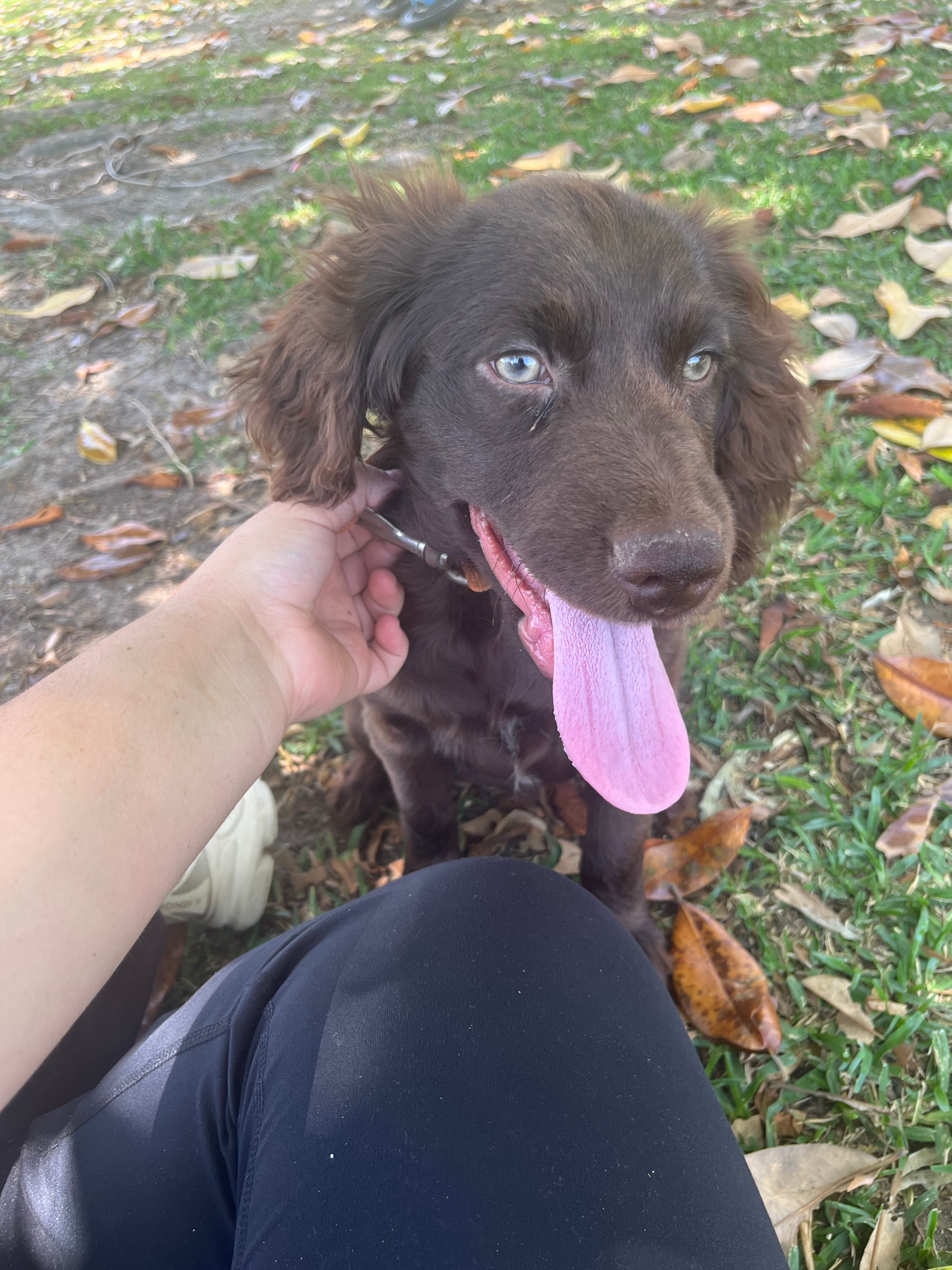 Honey – Boykin Spaniel puppy for sale in McRae, GA