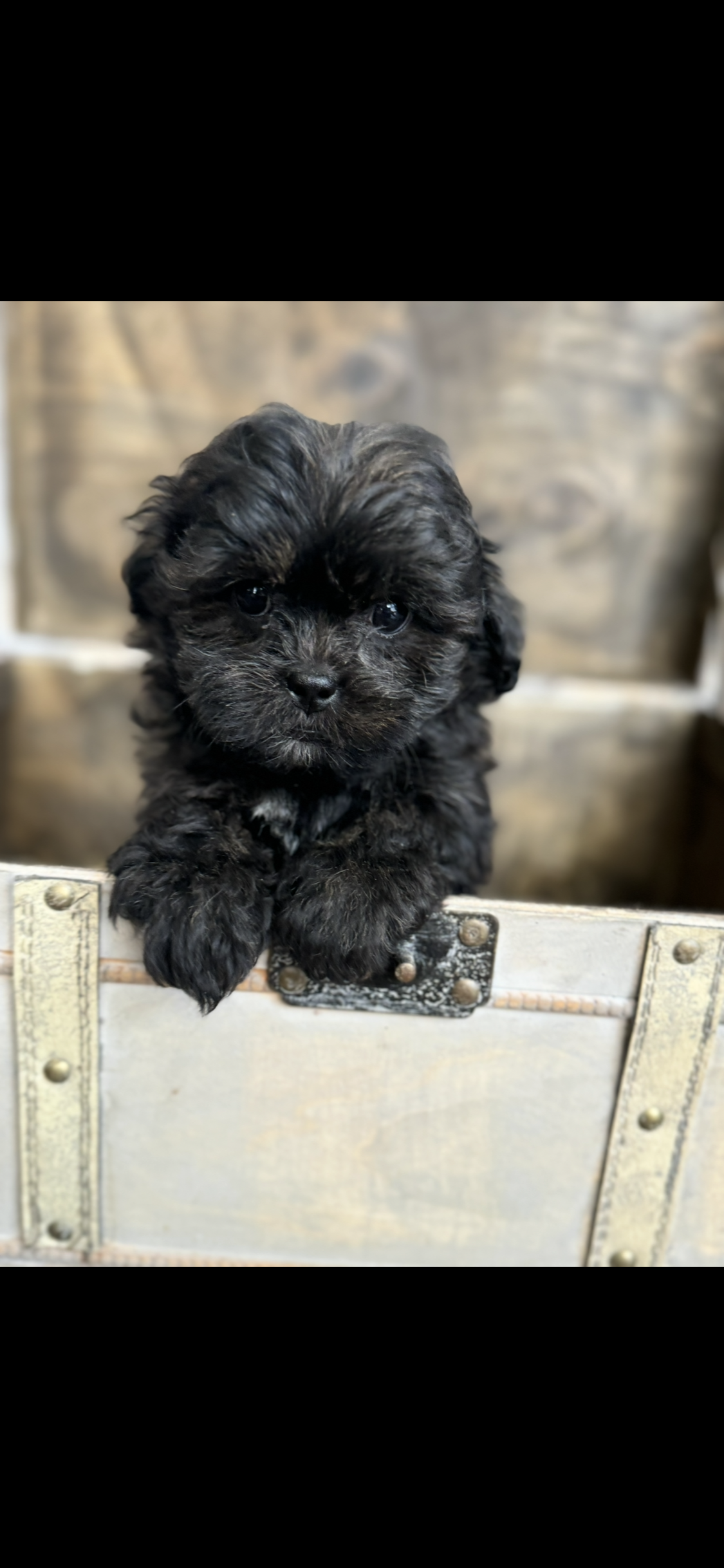 Calvin – Shih Tzu puppy for sale in Bedford, IN