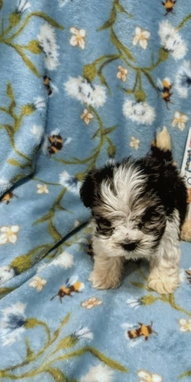 Emmett  – Morkie puppy for sale in Albany, NY