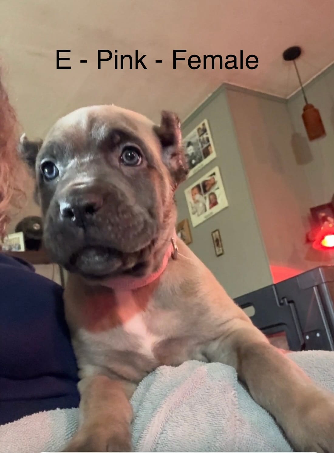Purple – Cane Corso puppy for sale in Newfield, NJ