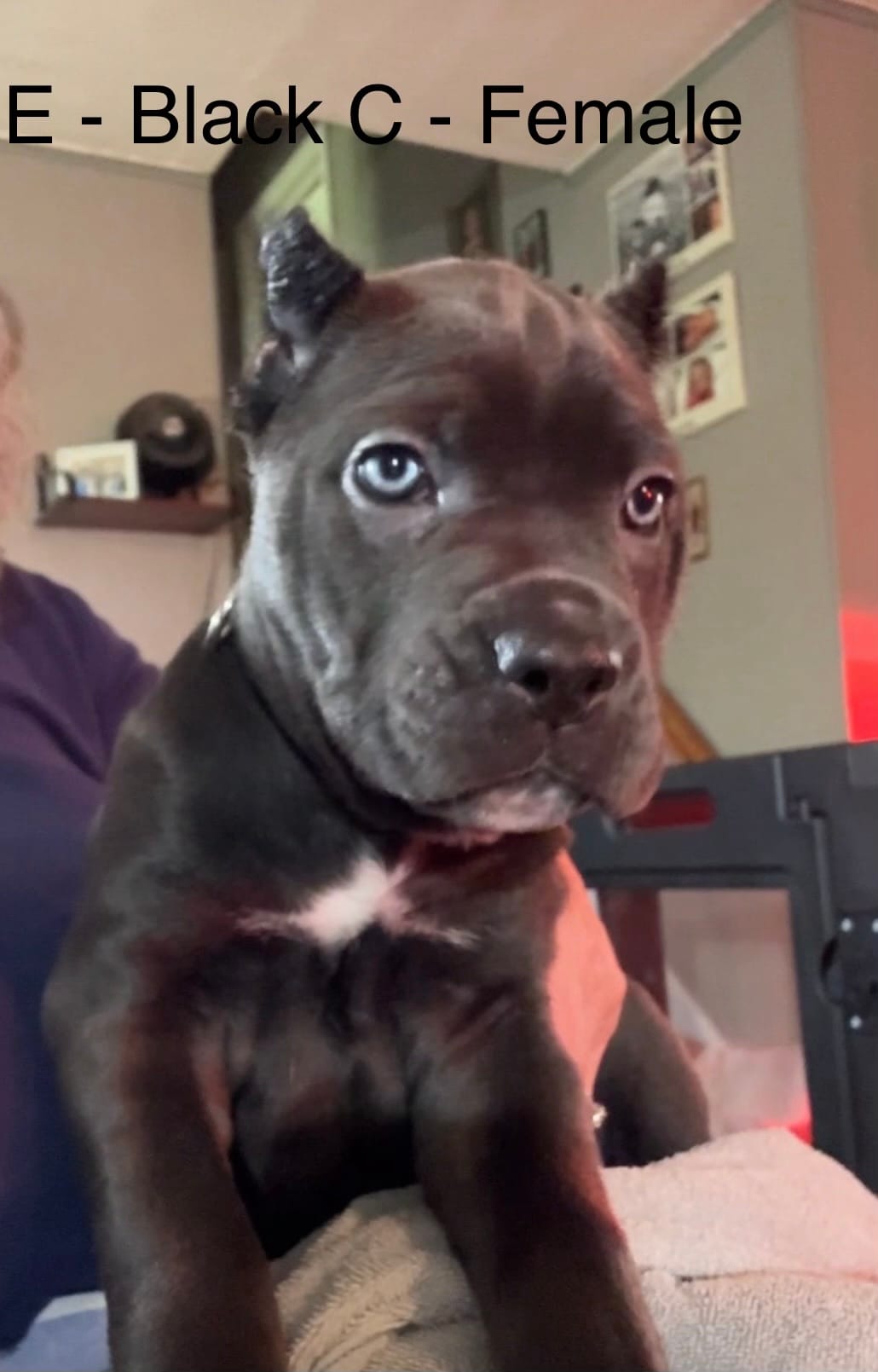 Green – Cane Corso puppy for sale in Newfield, NJ