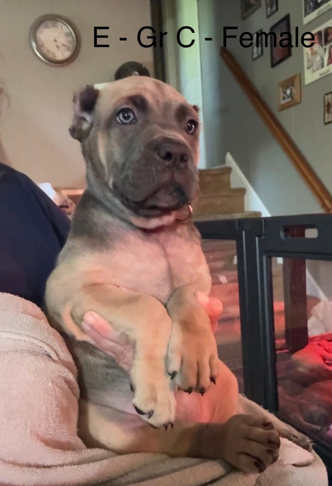 Gray – Cane Corso puppy for sale in Newfield, NJ
