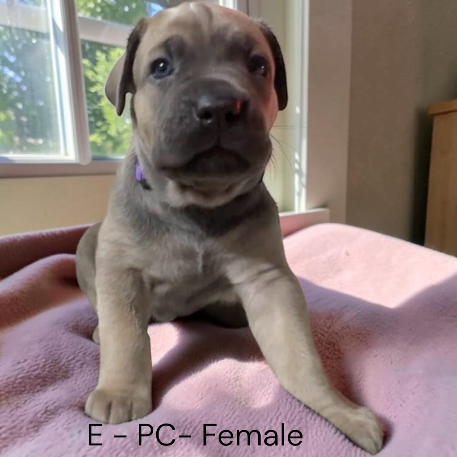 Purple – Cane Corso puppy for sale in Newfield, NJ