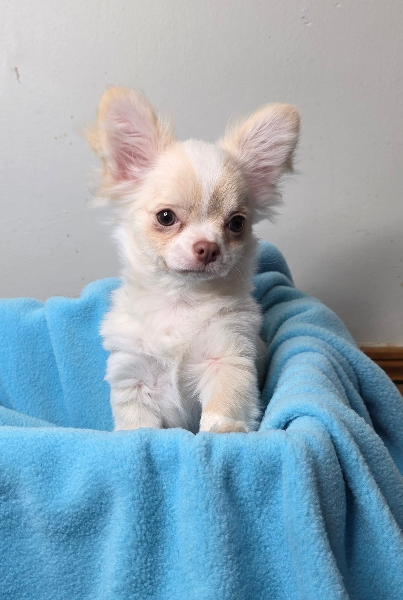 Akc Jolly – Chihuahua puppy for sale in Morganton, NC