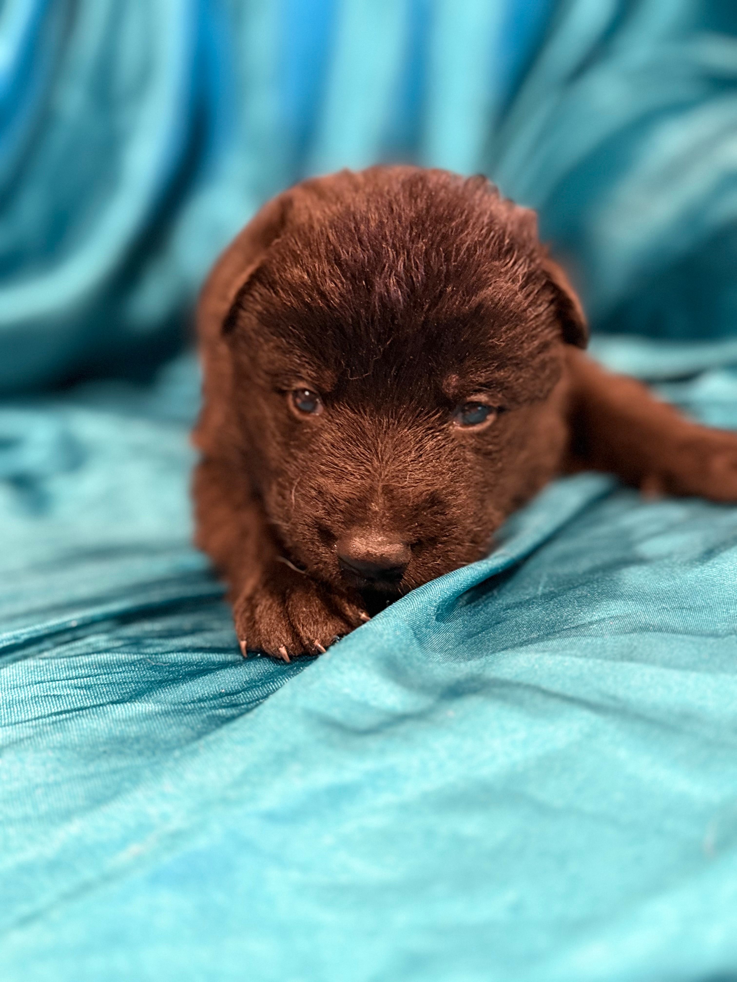 All black male – German Shepherd Dog puppy for sale in Fort Plain, NY