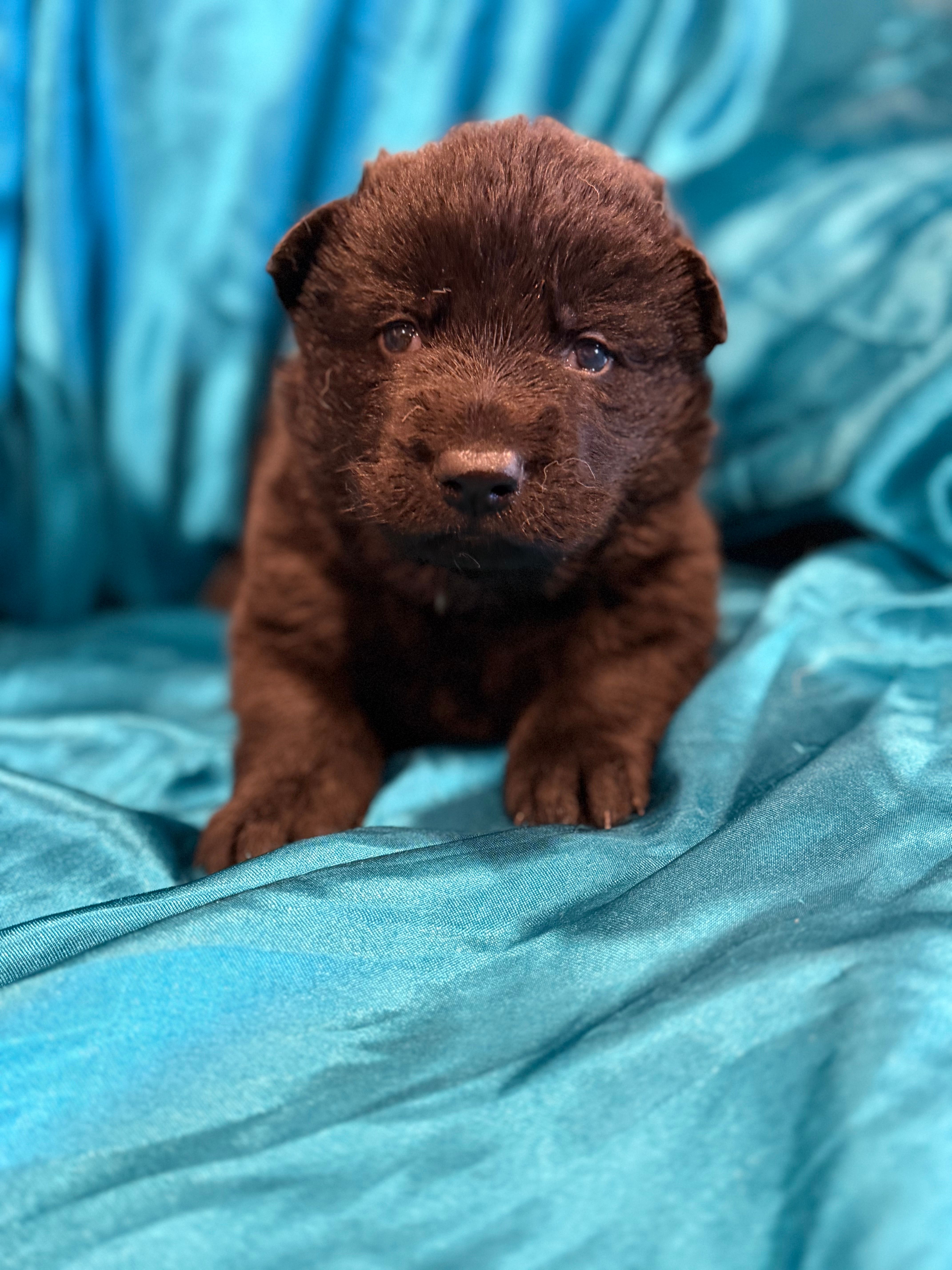 Male - All Black – German Shepherd Dog puppy for sale in Fort Plain, NY