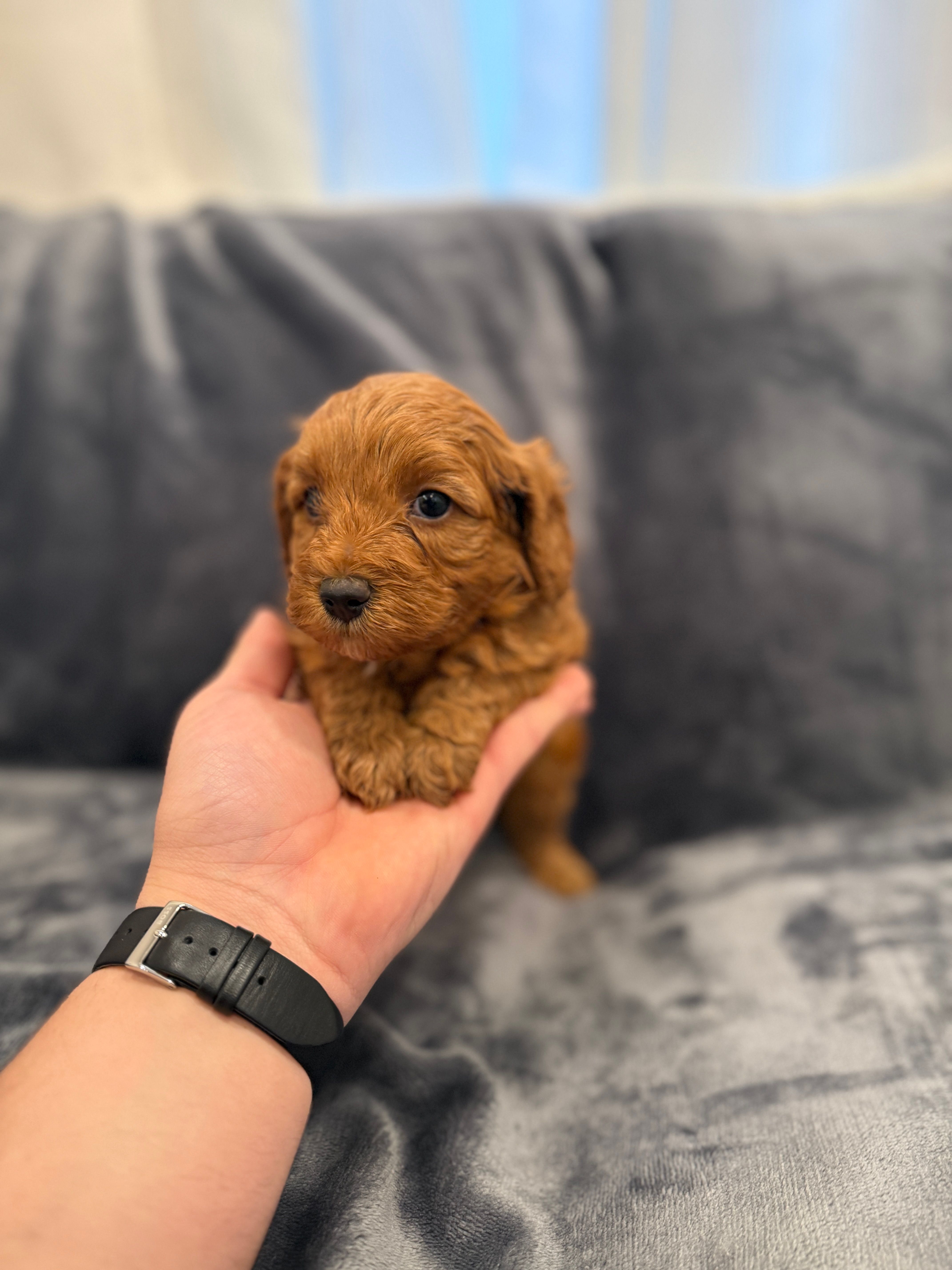 Penny  – Cavapoo, Goldendoodle puppy for sale in Emmett, ID