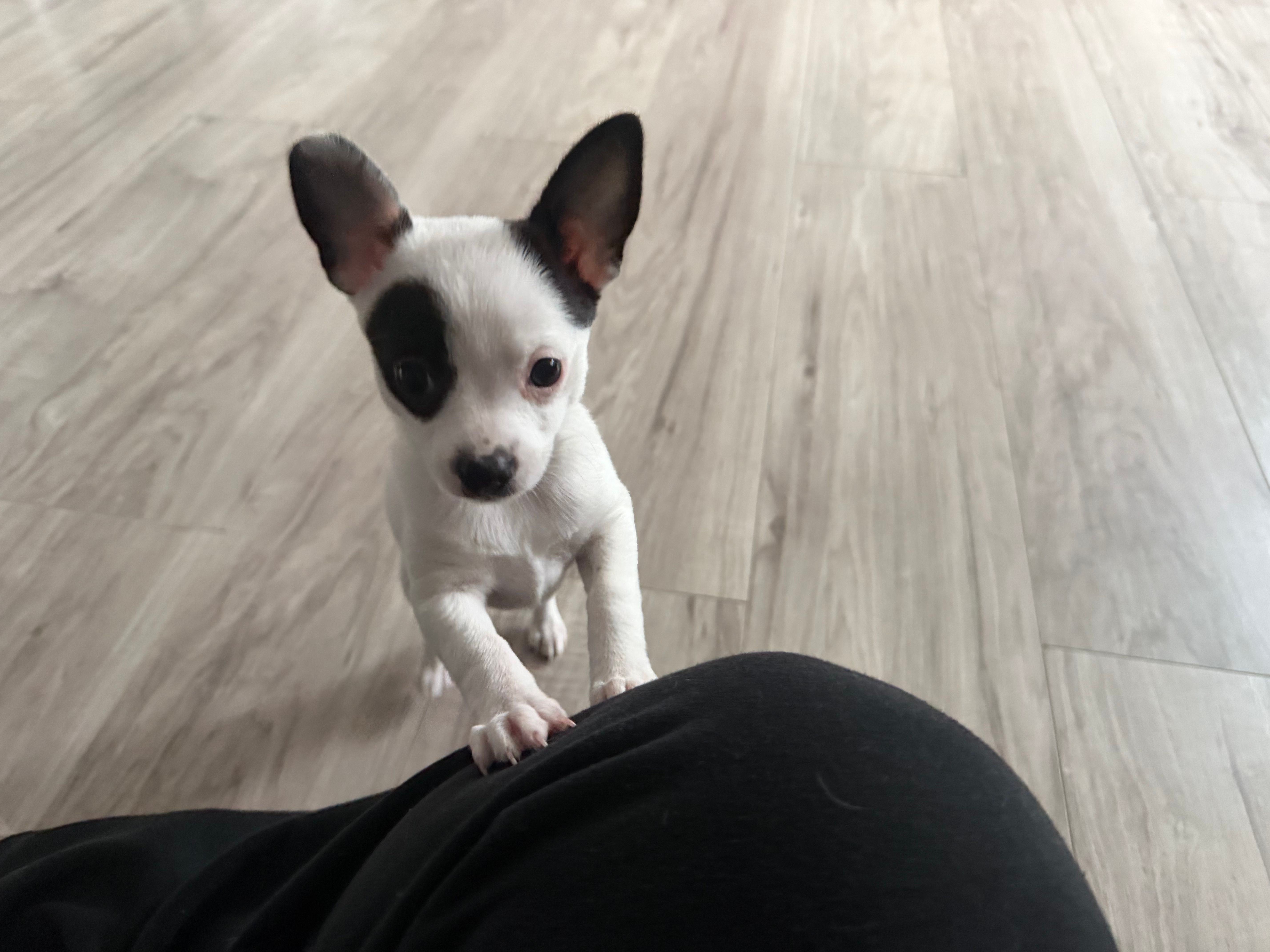 Kathy – Chihuahua puppy for sale in Holyoke, MA