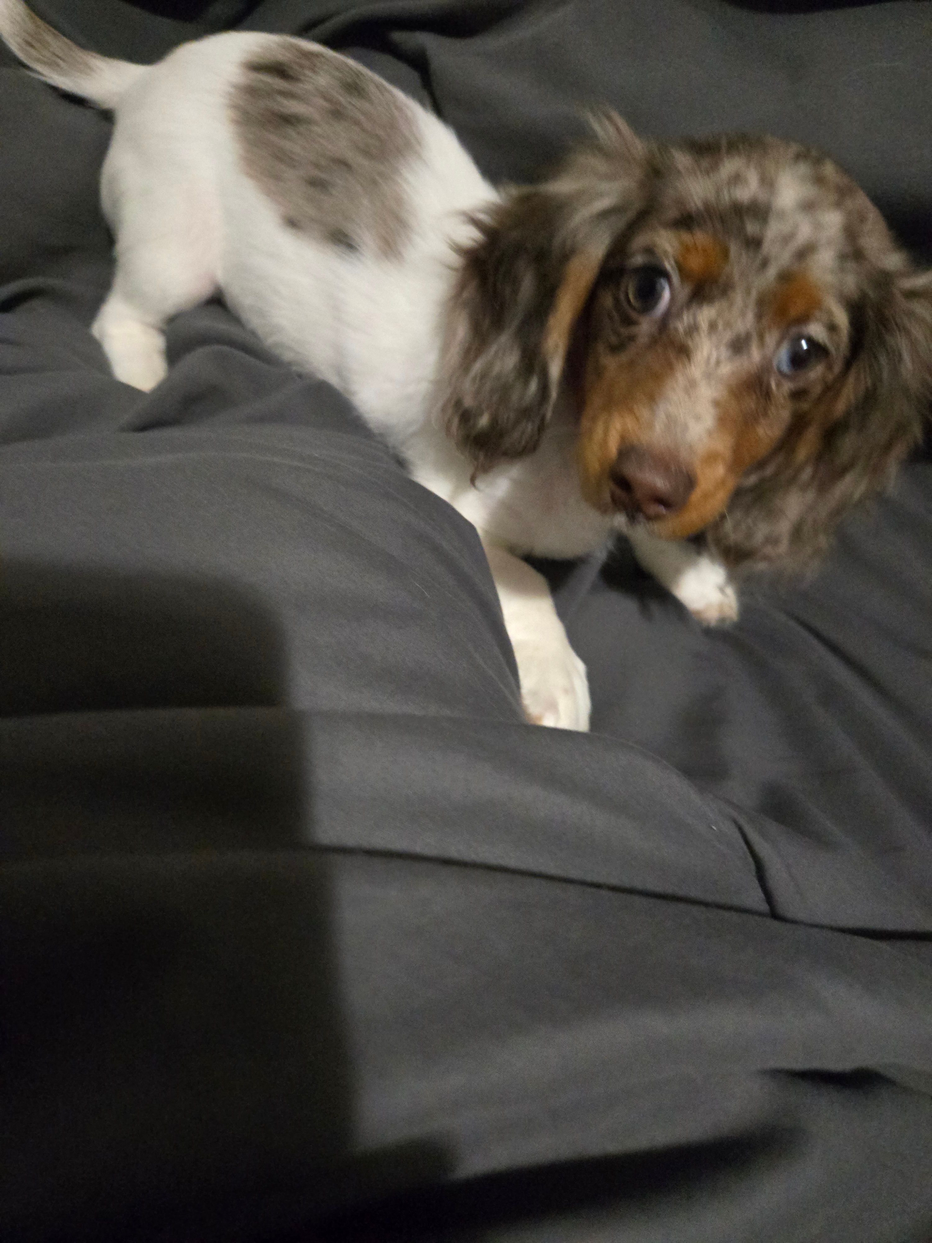 Tink – Miniature Dachshund puppy for sale in Mooresville, IN