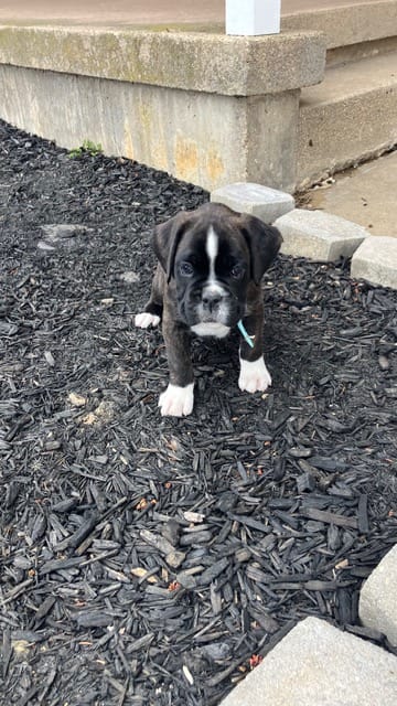 AKC Light Blue – Boxer puppy for sale in Ohio, IL