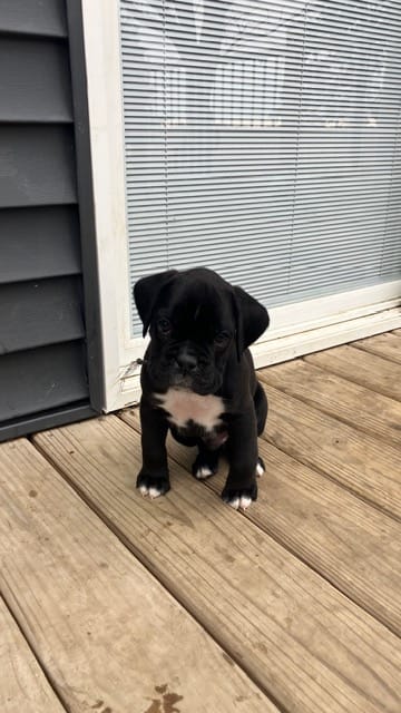 AKC Black – Boxer puppy for sale in Ohio, IL