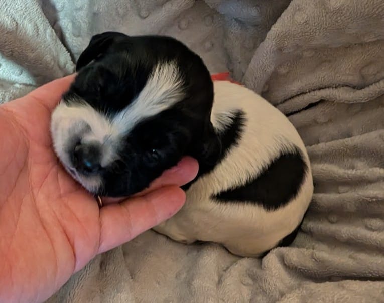 Pink Ribbon – English Springer Spaniel puppy for sale in Rhinelander, WI