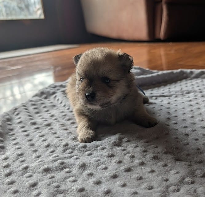 Male-Blue Ribbon – Pomeranian puppy for sale in Rhinelander, WI