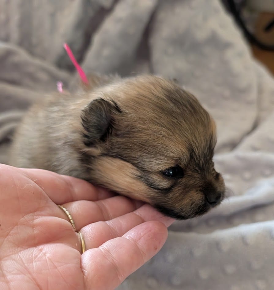 Female-Pink Ribbon – Pomeranian puppy for sale in Rhinelander, WI