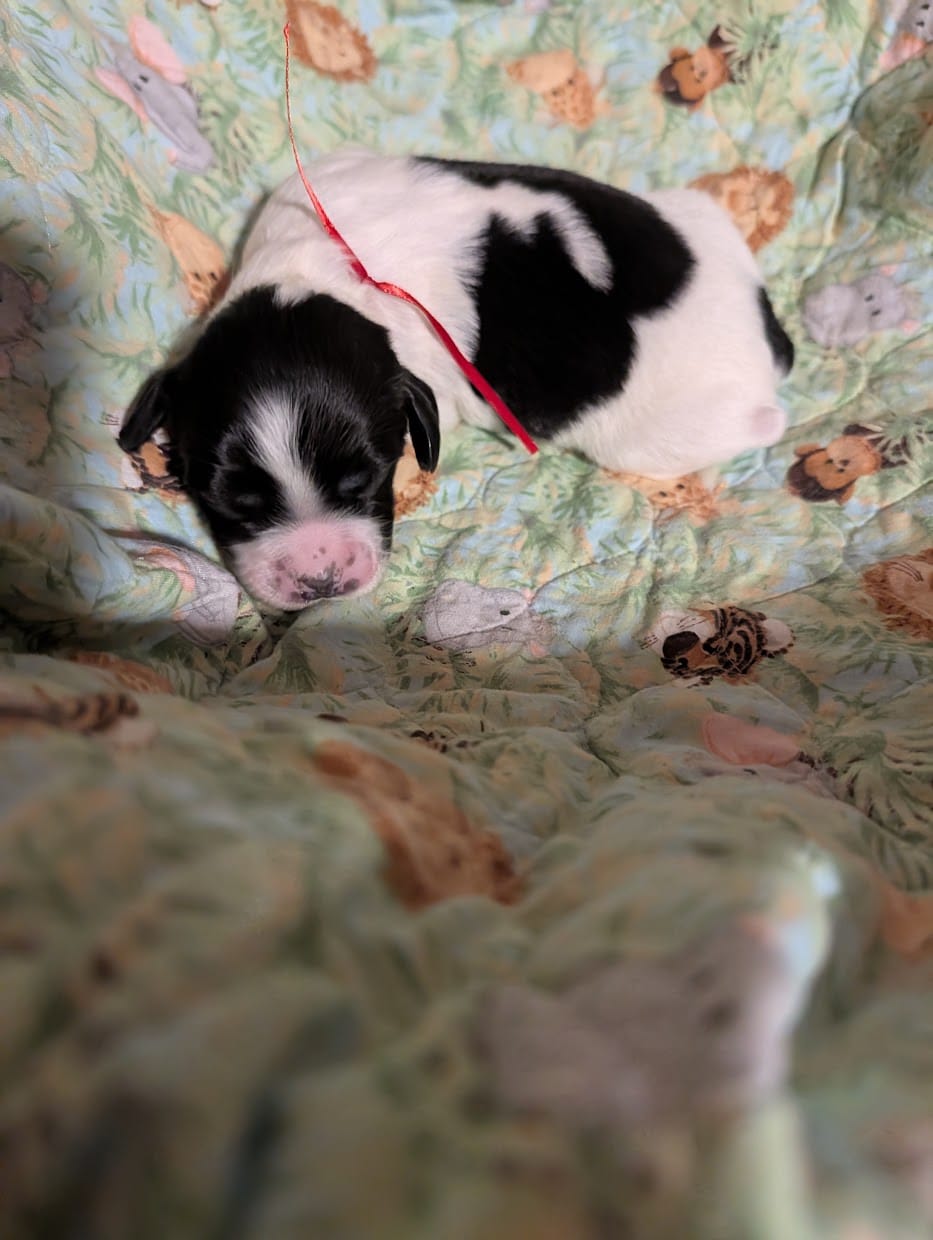 Red Ribbon – English Springer Spaniel puppy for sale in Rhinelander, WI