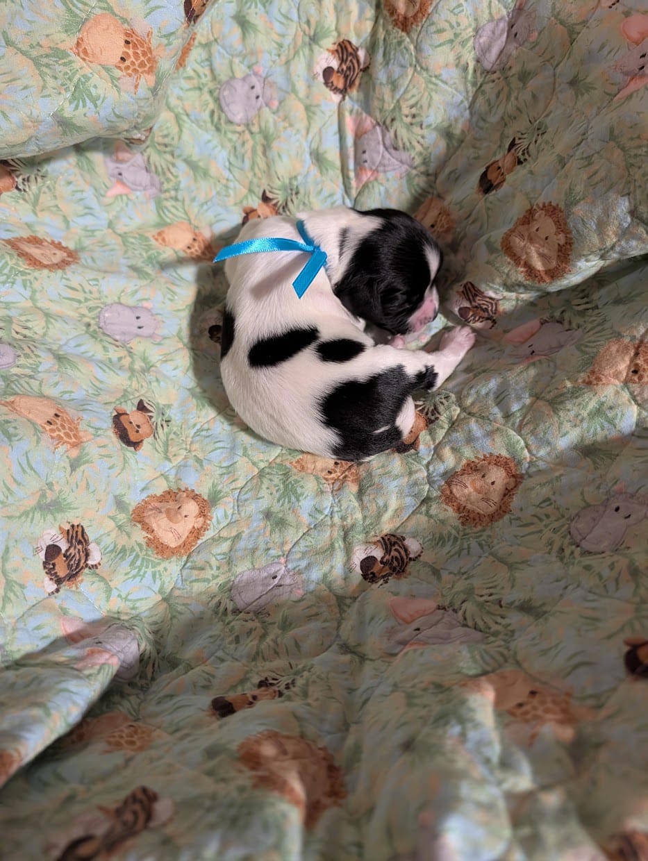 Bright Blue Ribbon – English Springer Spaniel puppy for sale in Rhinelander, WI